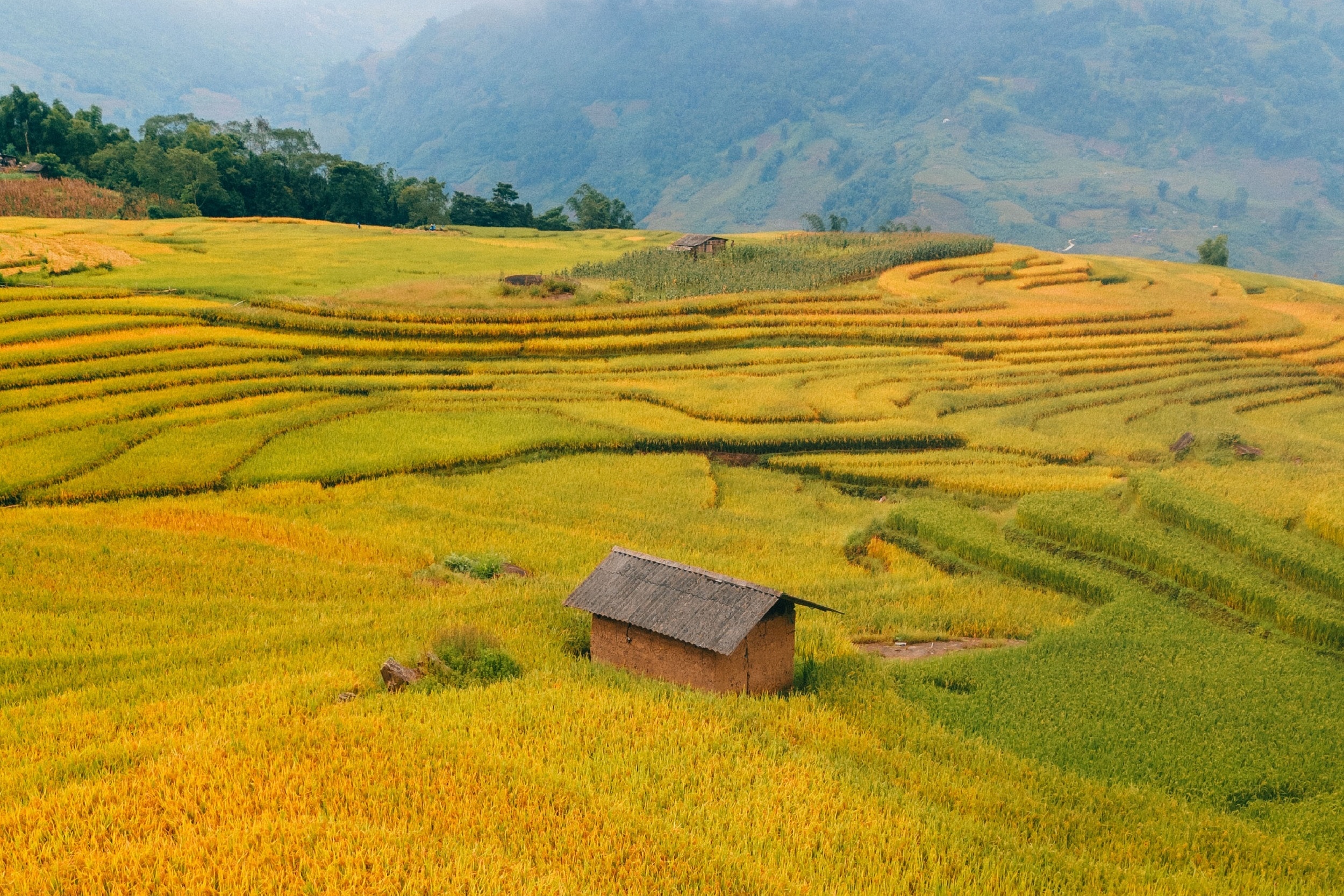 Mua lua do vang ruc o Tay Bac hinh anh