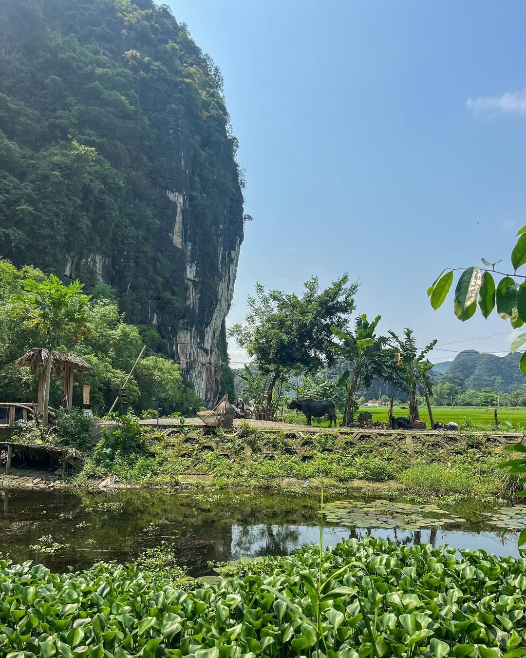 cuoi trau Ninh Binh anh 2