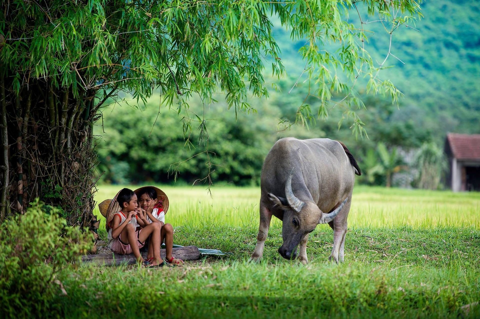 ho chieu Viet Nam anh 16