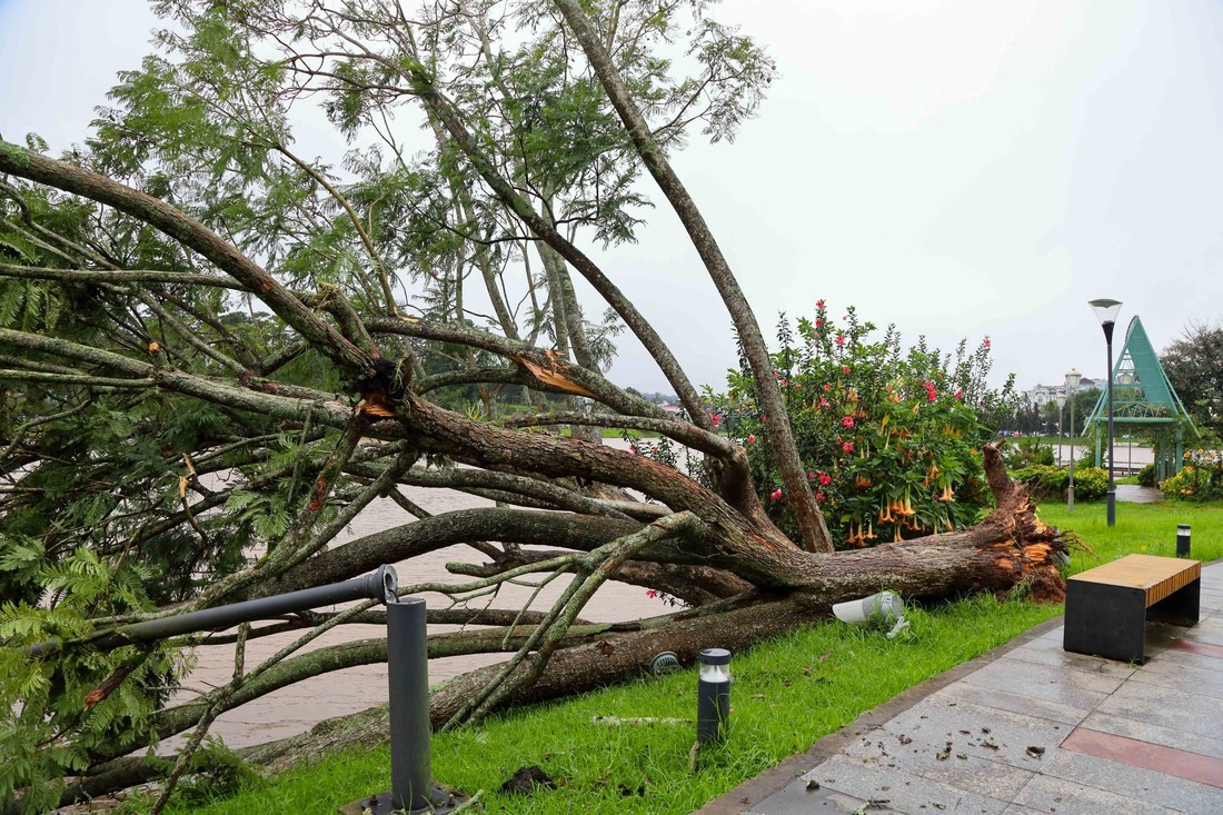 Cay phuong dep nhat ho Xuan Huong, Da Lat bat goc do bao so 13 hinh anh