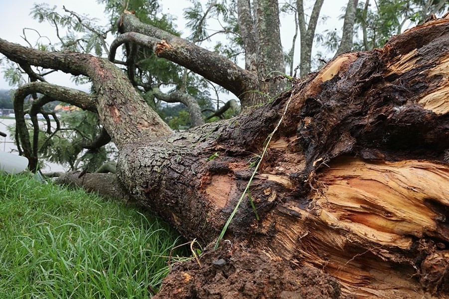 phượng tím Đà Lạt ảnh 4 phuong tim Da Lat anh 4