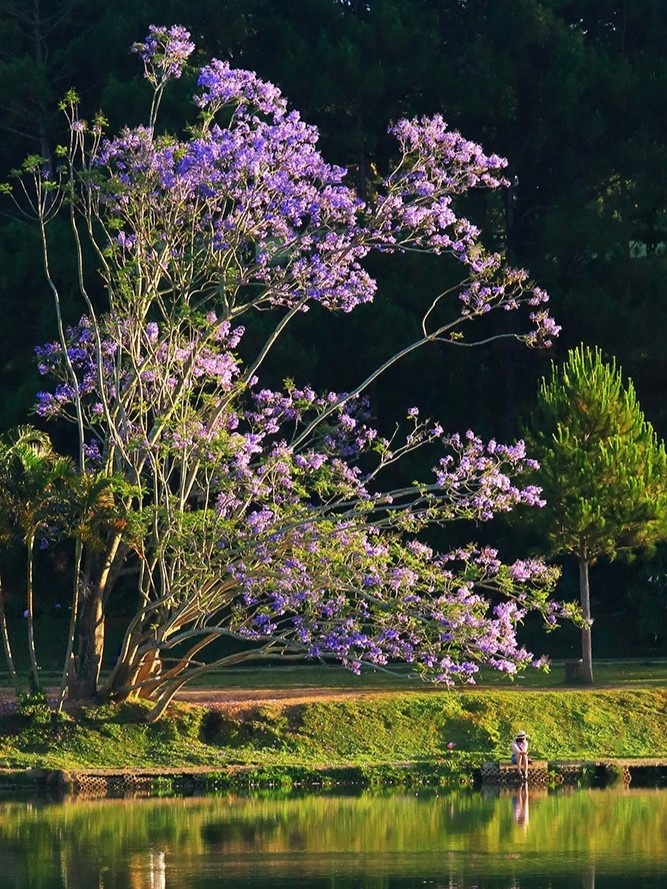 phượng tím Đà Lạt ảnh 5 phuong tim Da Lat anh 5