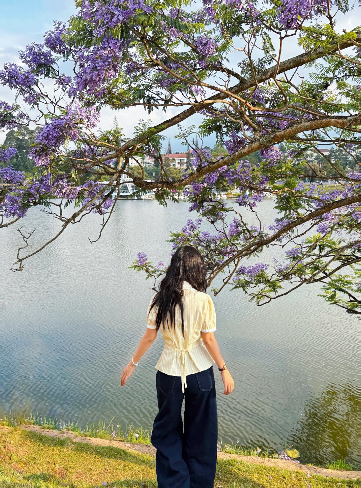 phượng tím Đà Lạt ảnh 6 phuong tim Da Lat anh 6