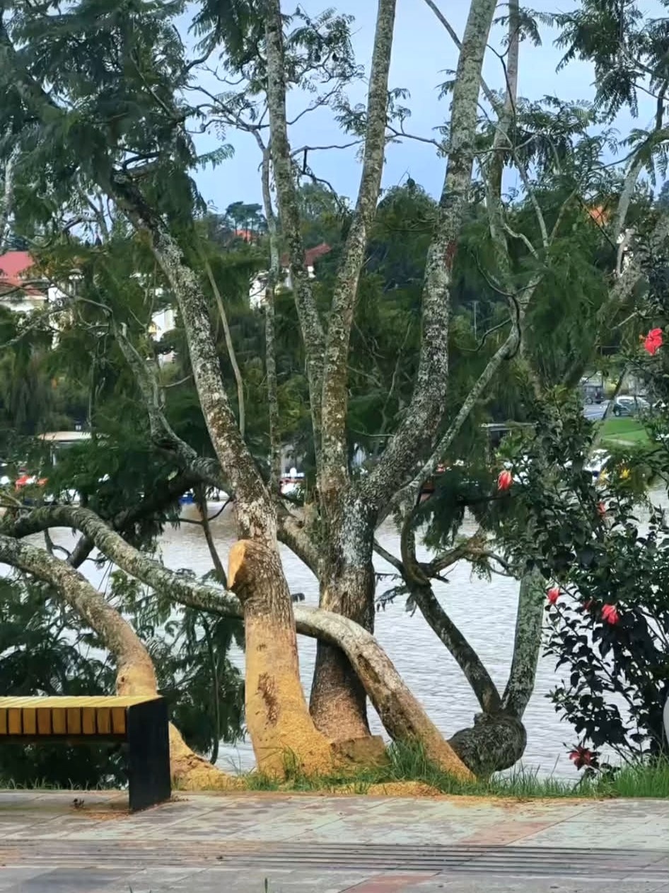 phượng tím Đà Lạt ảnh 2 phuong tim Da Lat anh 2