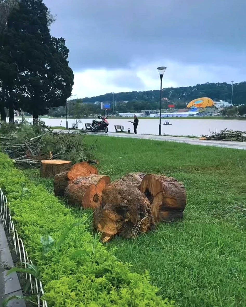 phượng tím Đà Lạt ảnh 3 phuong tim Da Lat anh 3