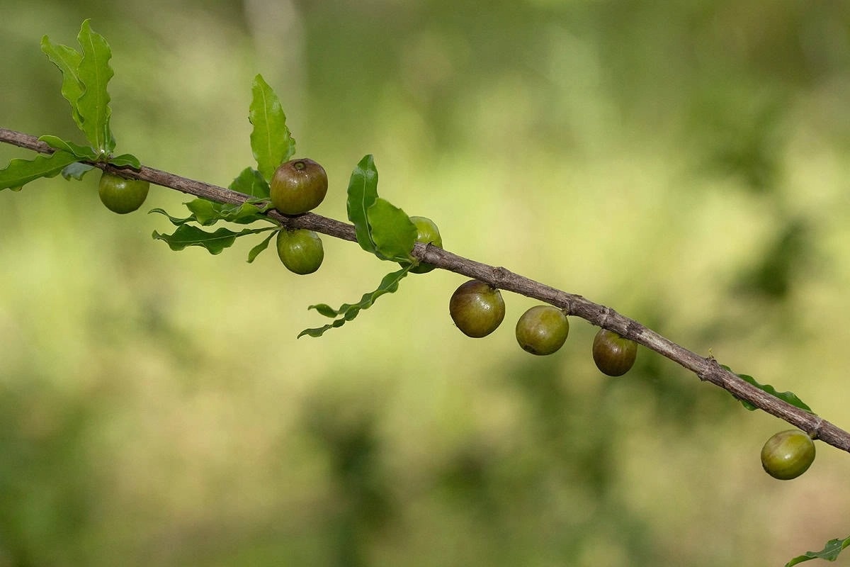 ca phe 750.000 dong anh 2