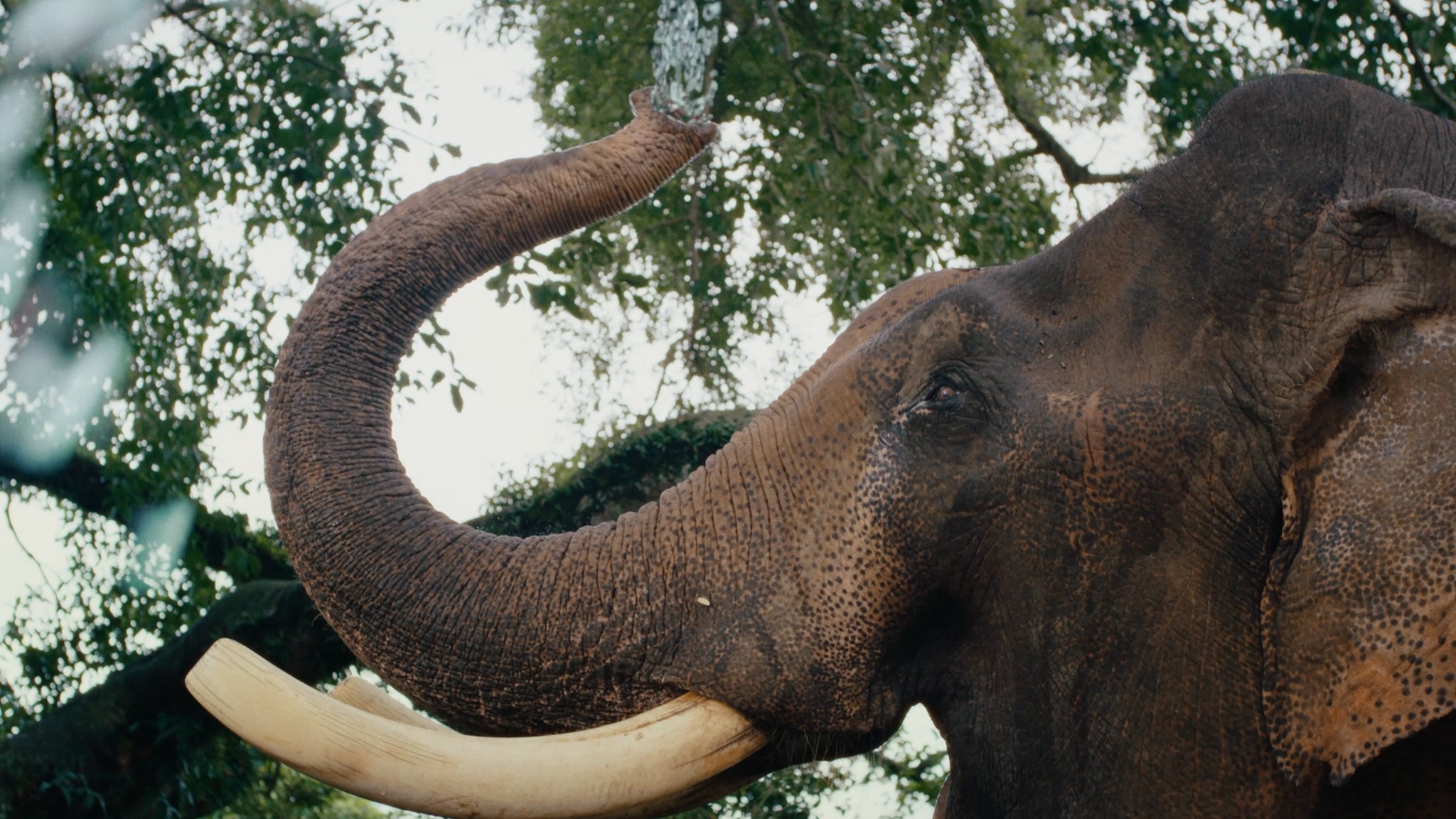 MV Muc ha vo nhan anh 11