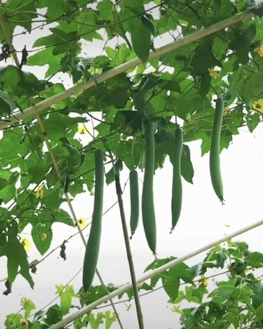 vợ chồng Hồ Quang Hiếu ảnh 1 vo chong Ho Quang Hieu anh 1