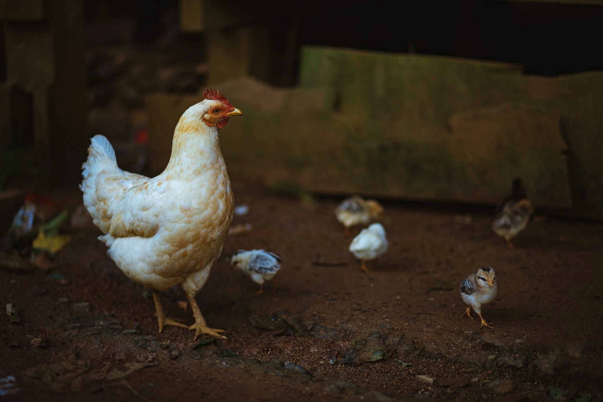 lang Kon Tu Ma anh 4