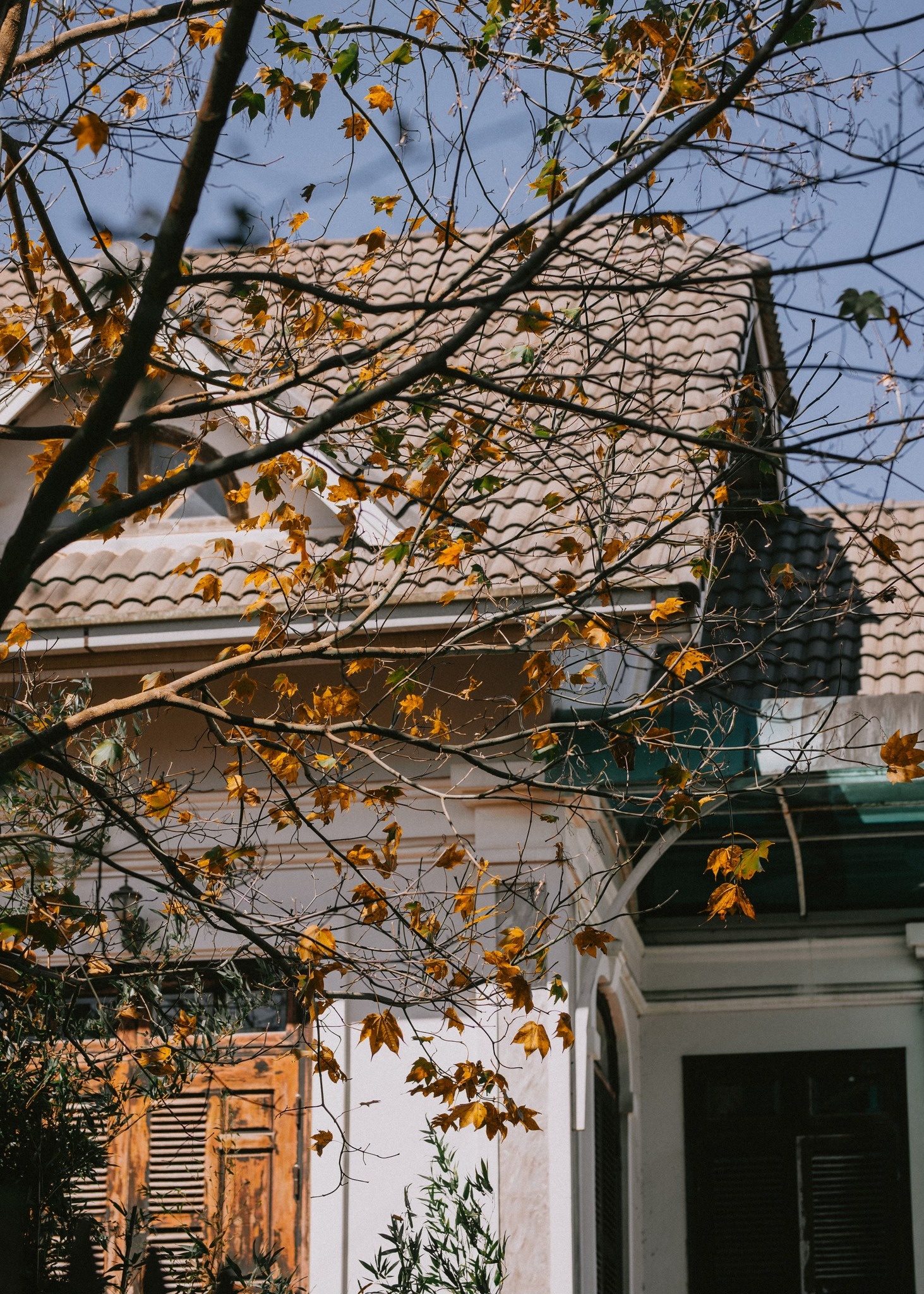 Dalat zdjęcie 3 Da Lat anh 3