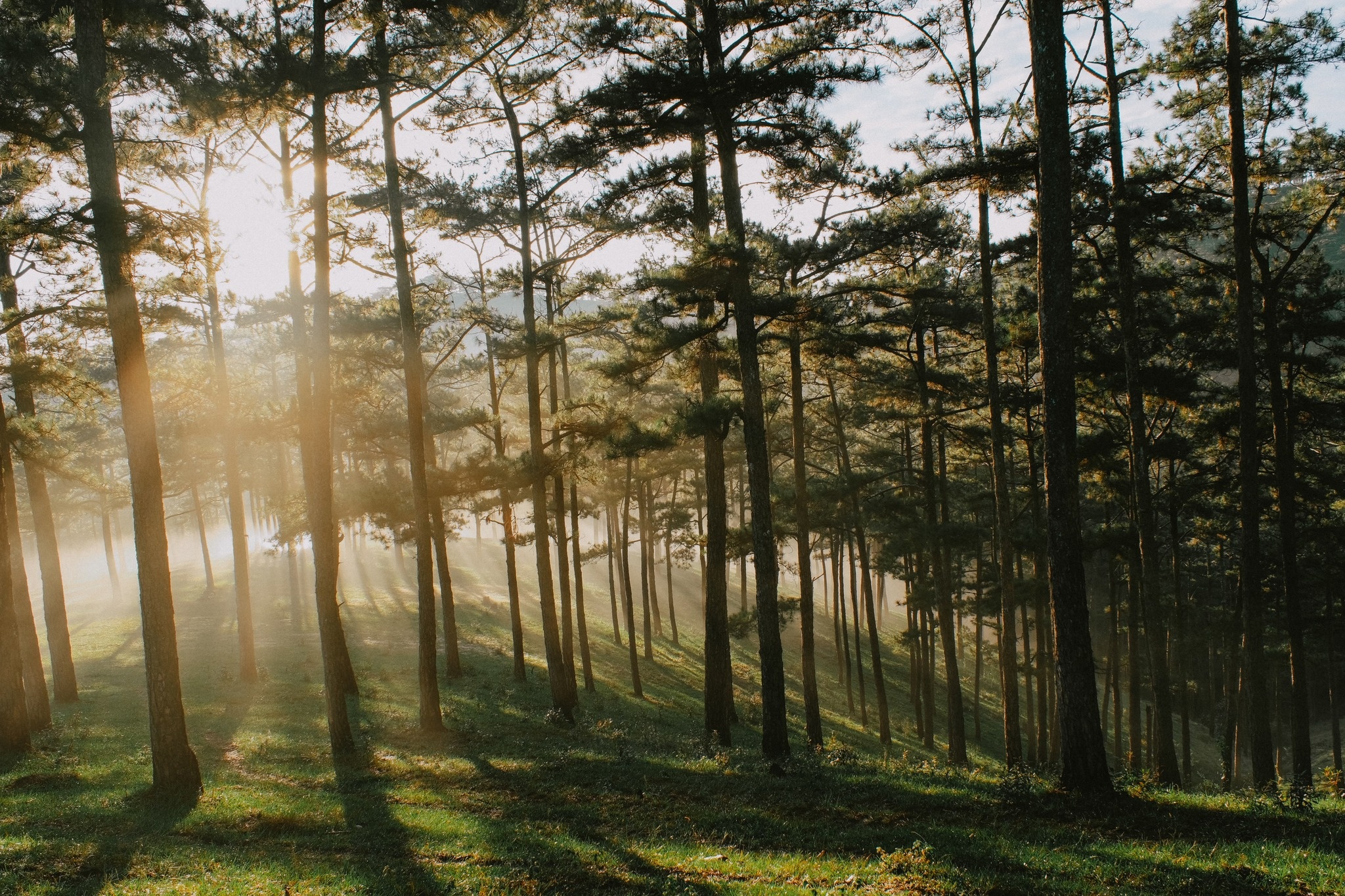 Dalat zdjęcie 5 Da Lat anh 5