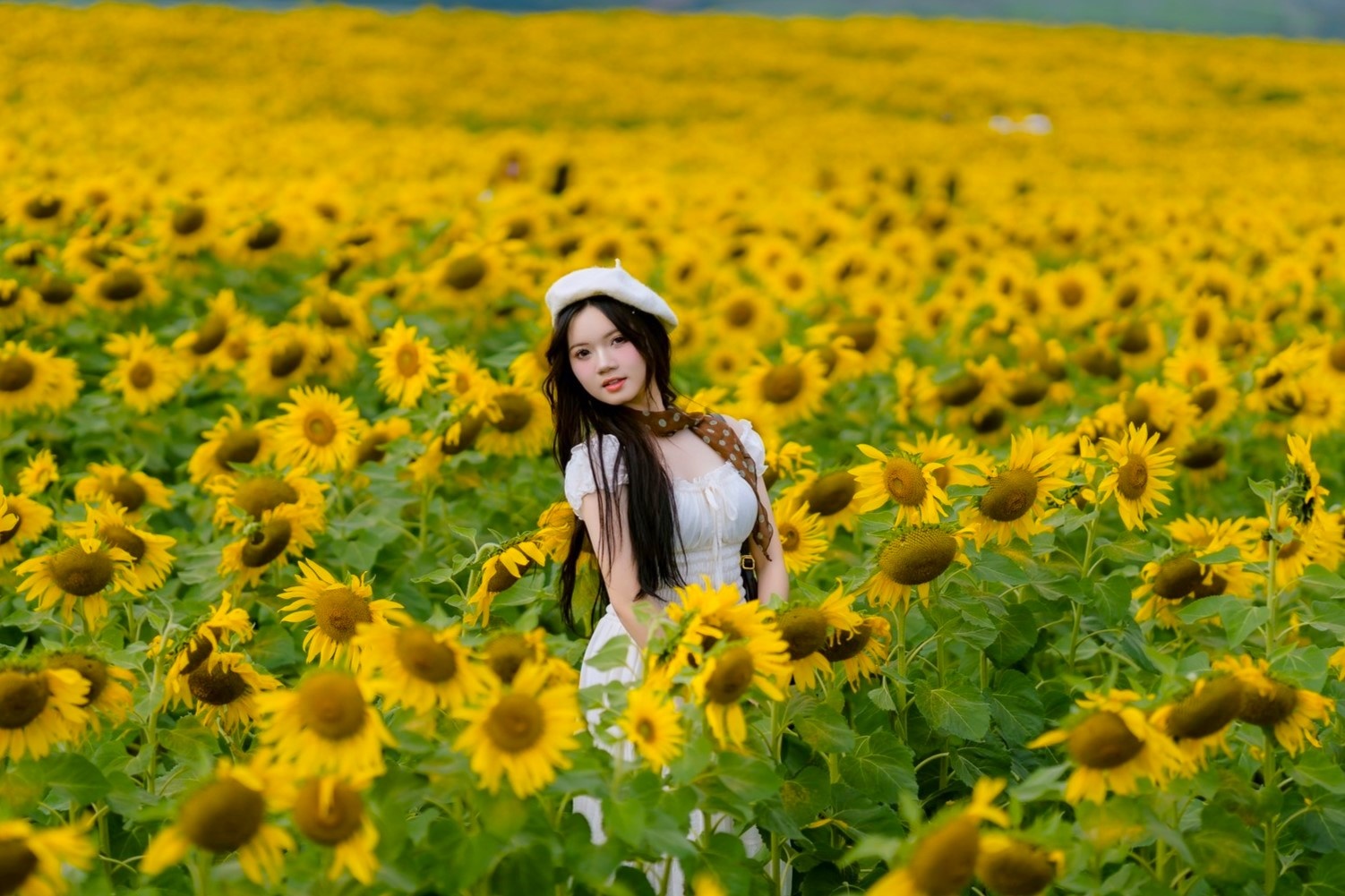 Ken dac 'nang tho' tai canh dong hoa huong duong hot nhat Nghe An hinh anh