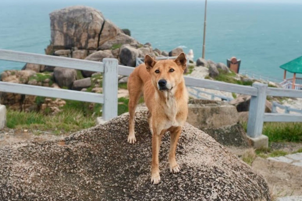 Con cho nhan 5 sao tren Google khi dan khach du lich o Phu Yen hinh anh