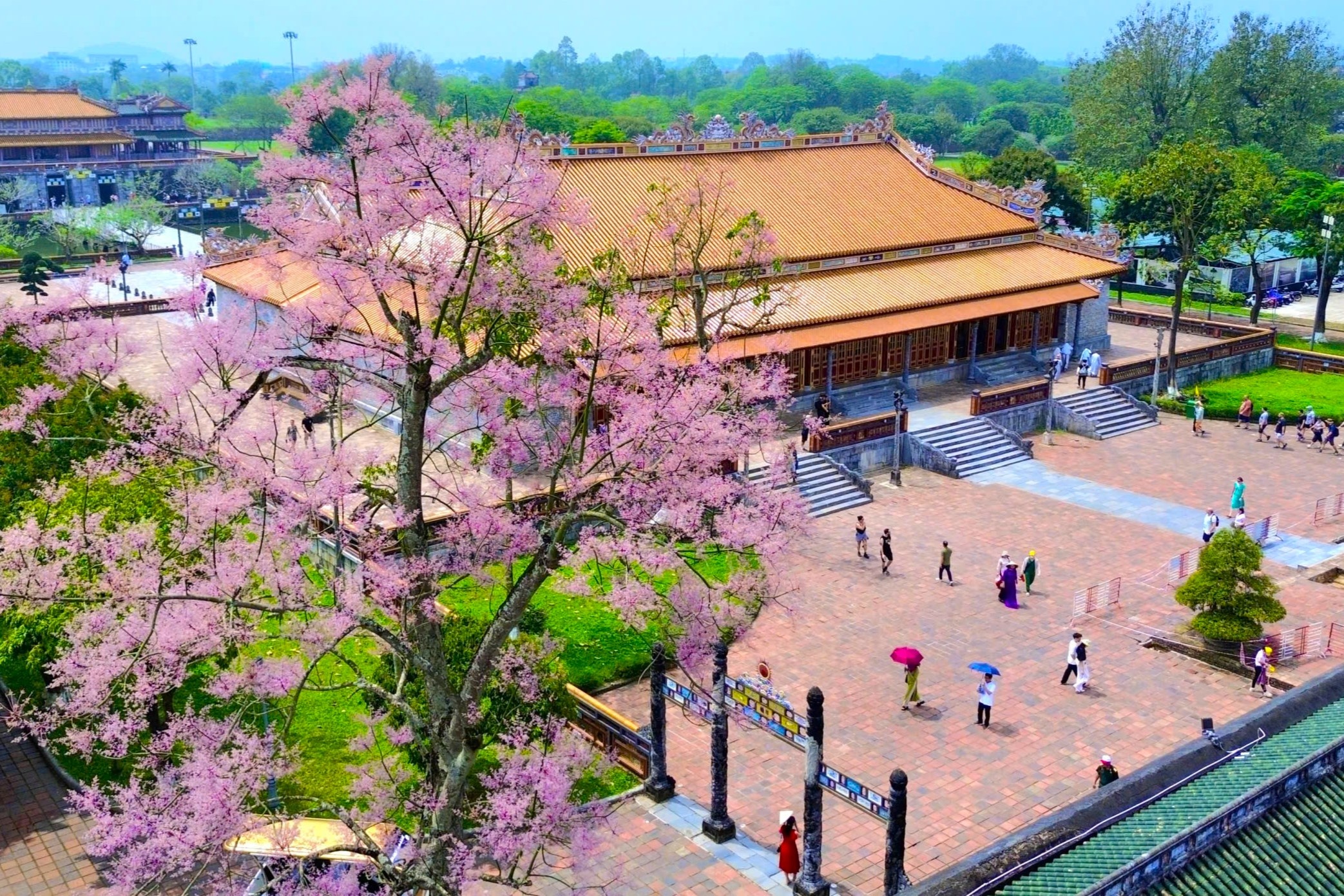 Hoa ngo dong bung no o Hoang cung Hue hinh anh