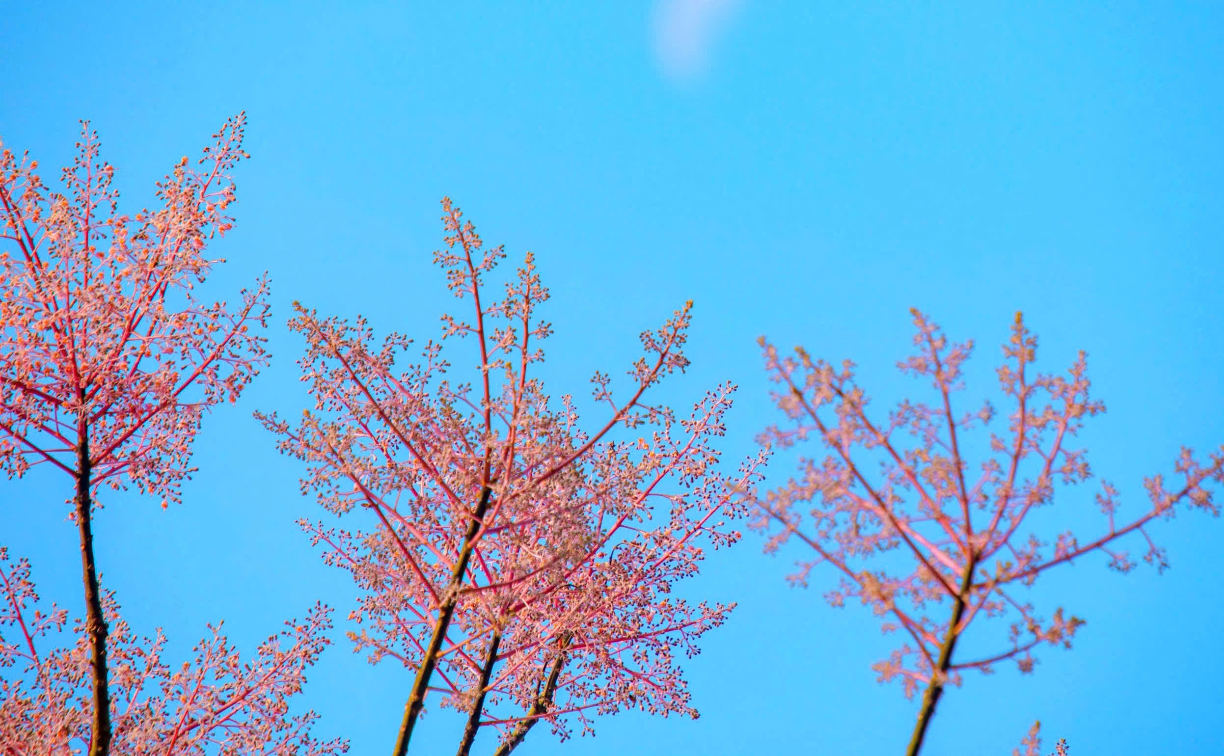 Hoang cung Hue anh 4