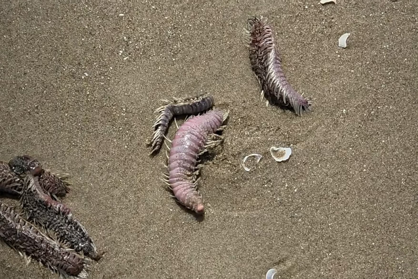 Vung Tau tran an du khach khi sau, sua bien dat vao bo hinh anh