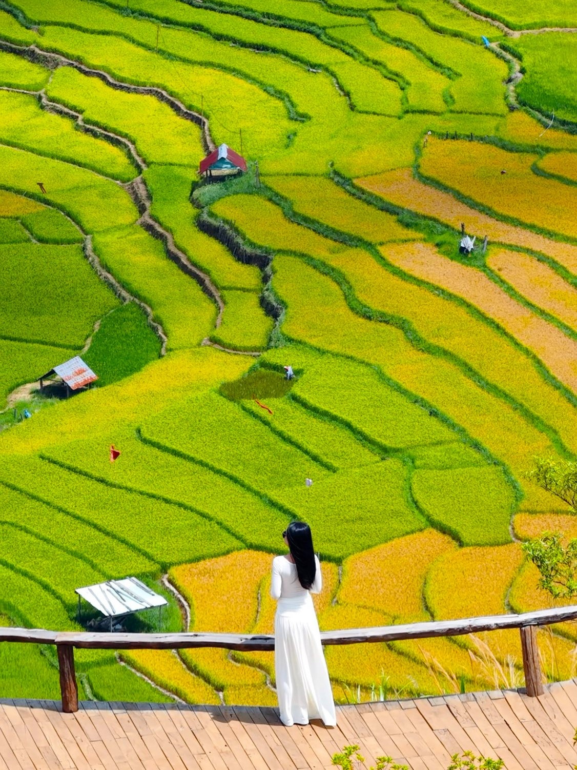 lúa chín Măng Đen ảnh 9 lua chin Mang Den anh 9