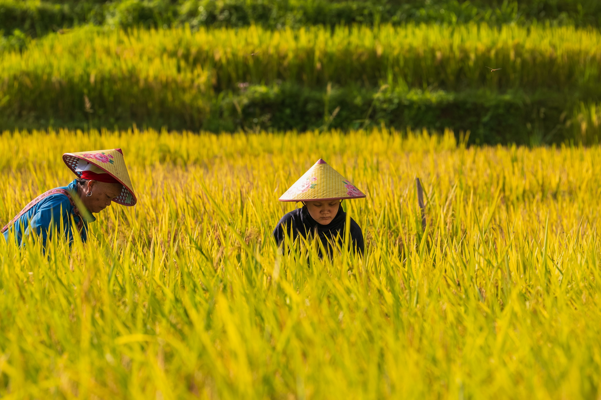 Nậm Cang ảnh 3 Nậm Cang ảnh 3