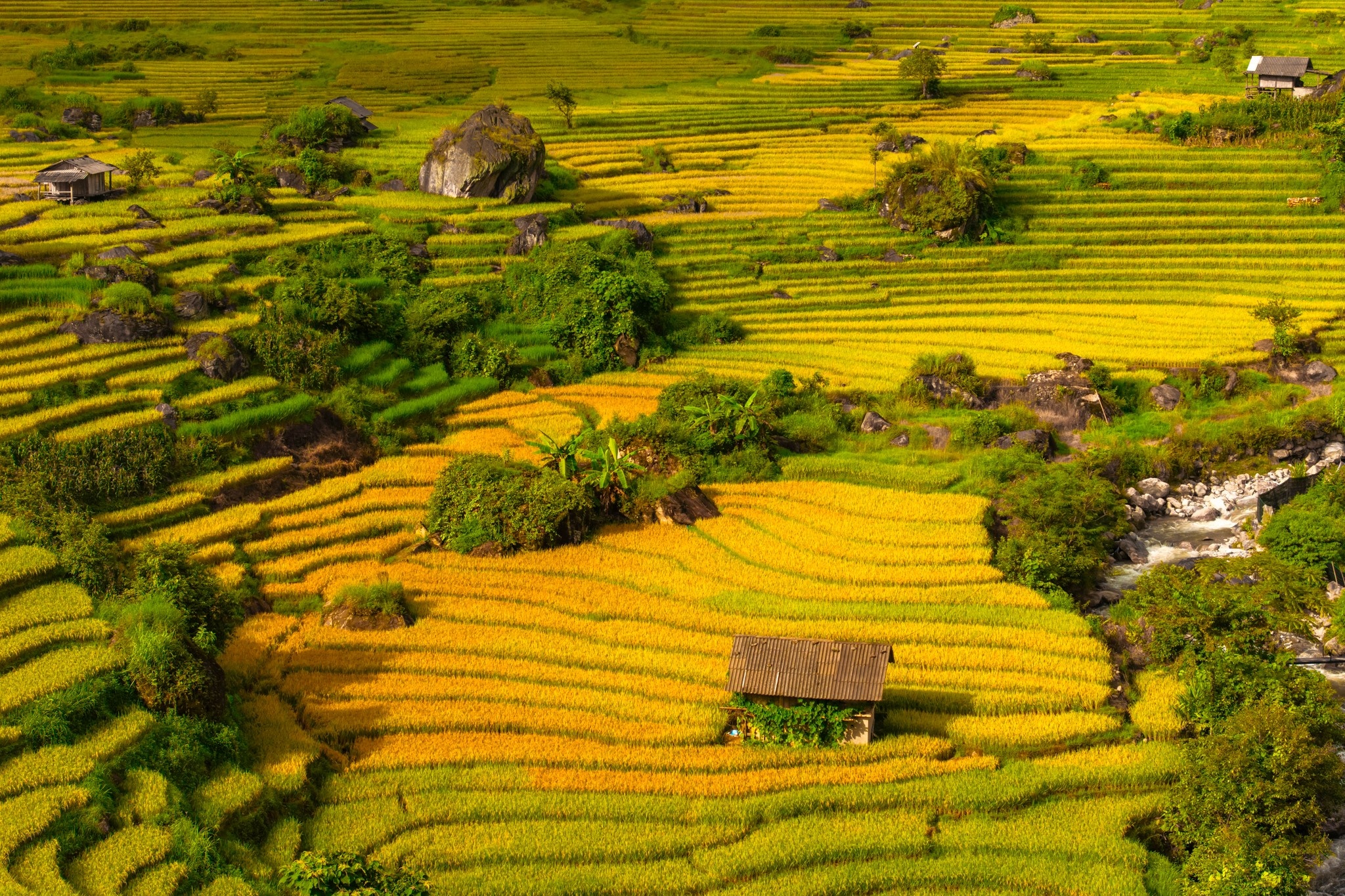 Mùa lúa vàng rực gây 'sốt' ở Nậm Cang nhìn từ trên cao