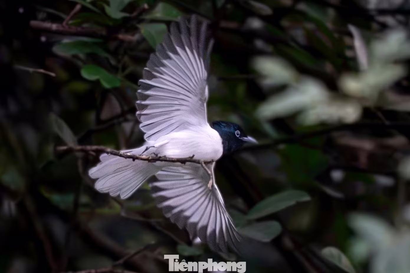 chim thi&ecirc;n đường  ảnh 2
