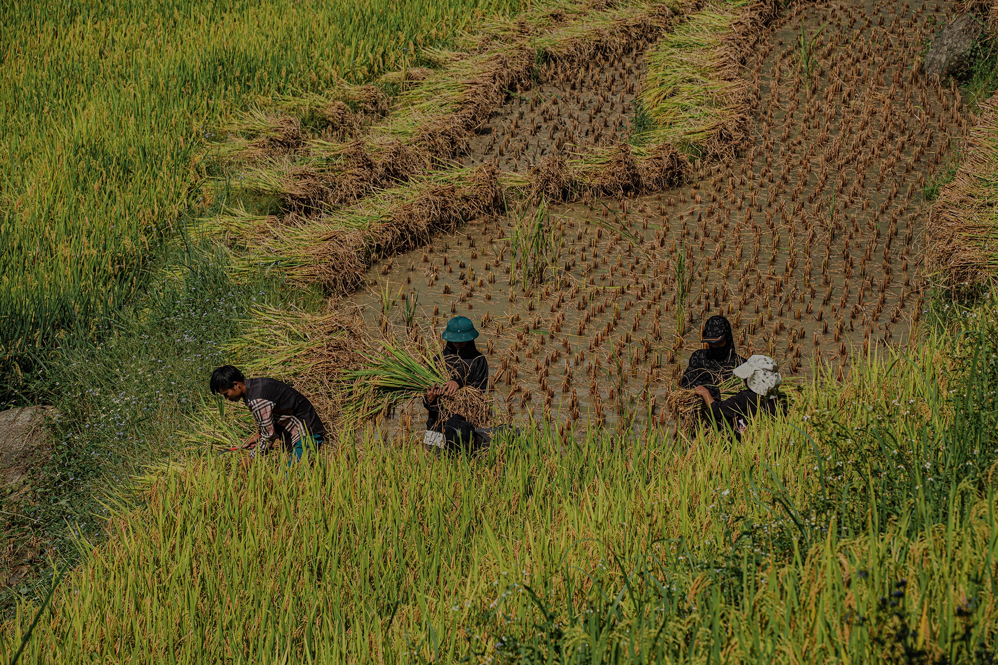 Ho&agrave;ng Su Ph&igrave;  ảnh 4