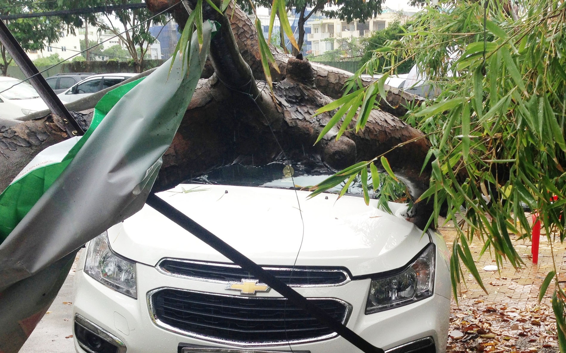 Cay xanh nga de 3 oto o Sai Gon hinh anh