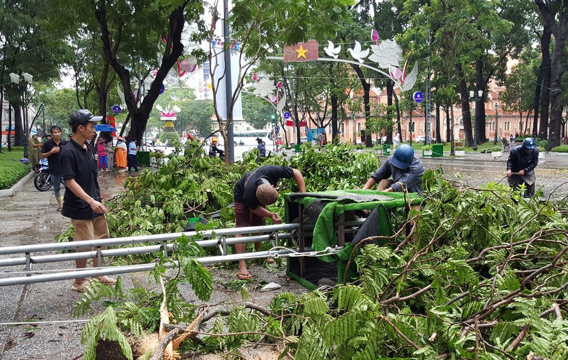 Cây cổ thụ ngã liên tiếp ở Sài Gòn ảnh 6 Cay co thu nga lien tiep o Sai Gon anh 6