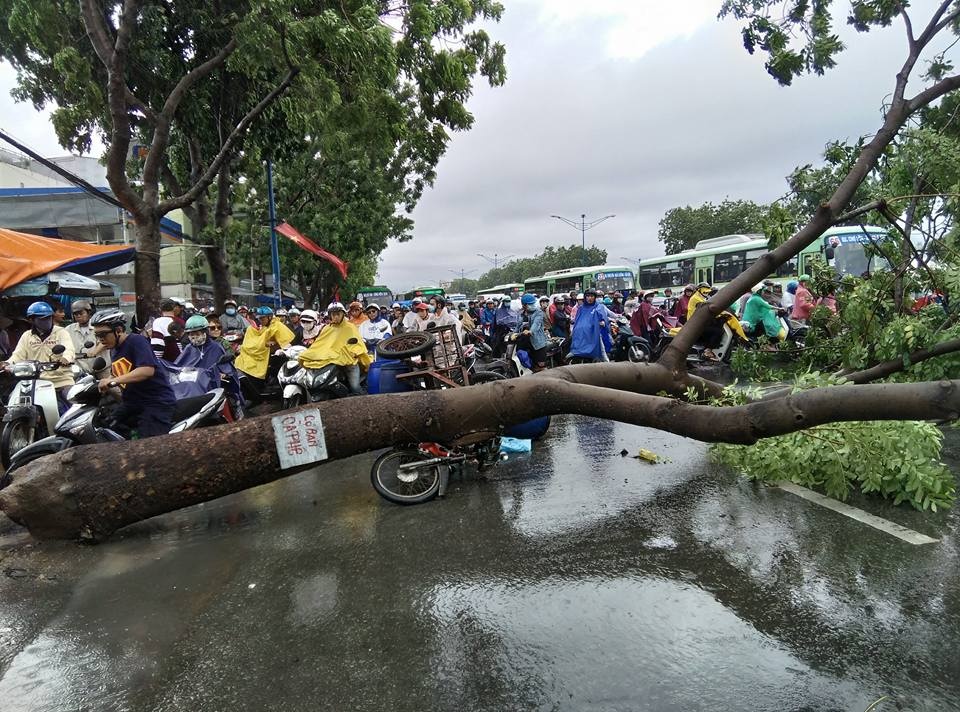 co thu bat goc de nguoi anh 3