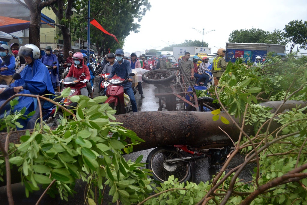 Cây cổ thụ ngã liên tiếp ở Sài Gòn ảnh 1 Cay co thu nga lien tiep o Sai Gon anh 1