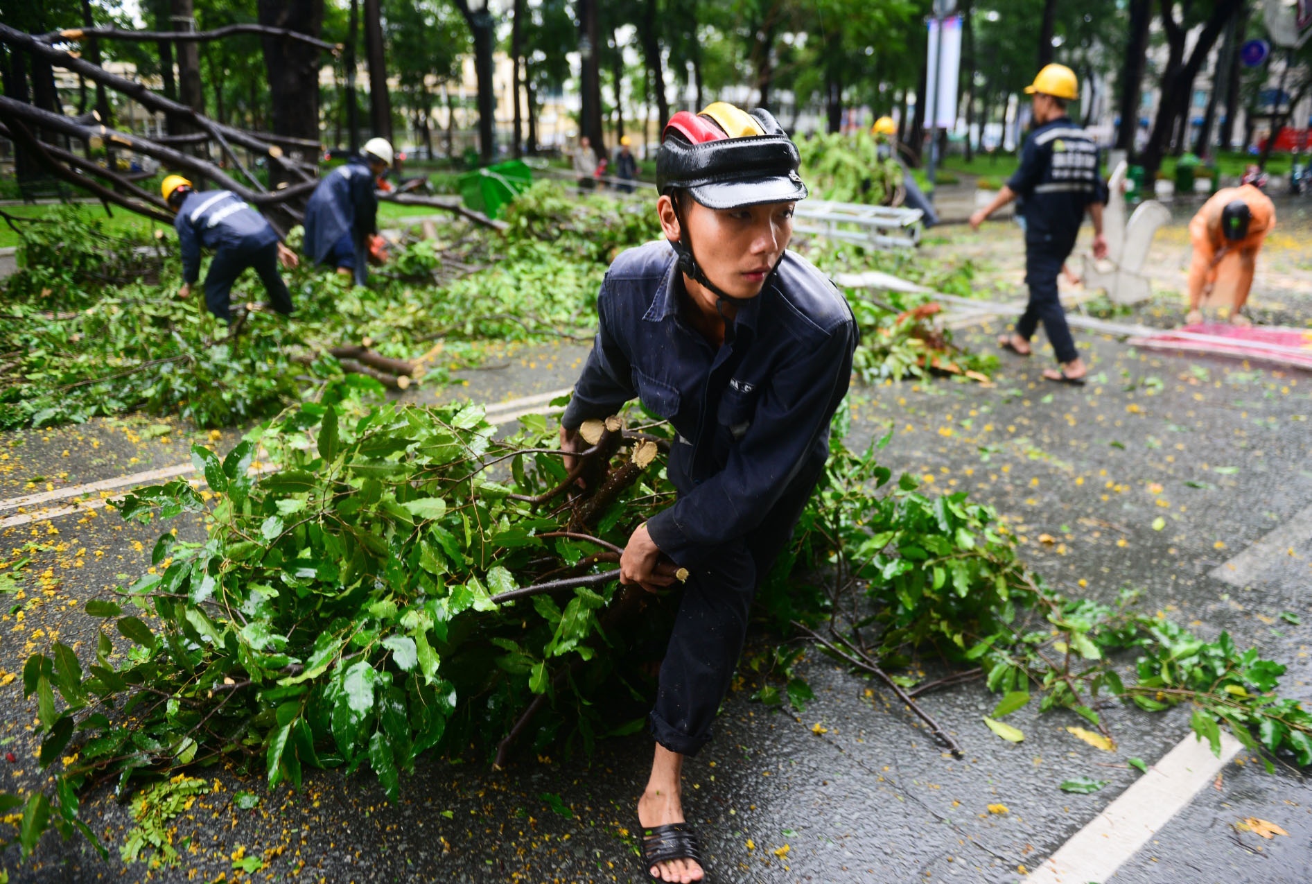 Cây cổ thụ ngã liên tiếp ở Sài Gòn ảnh 8 Cay co thu nga lien tiep o Sai Gon anh 8