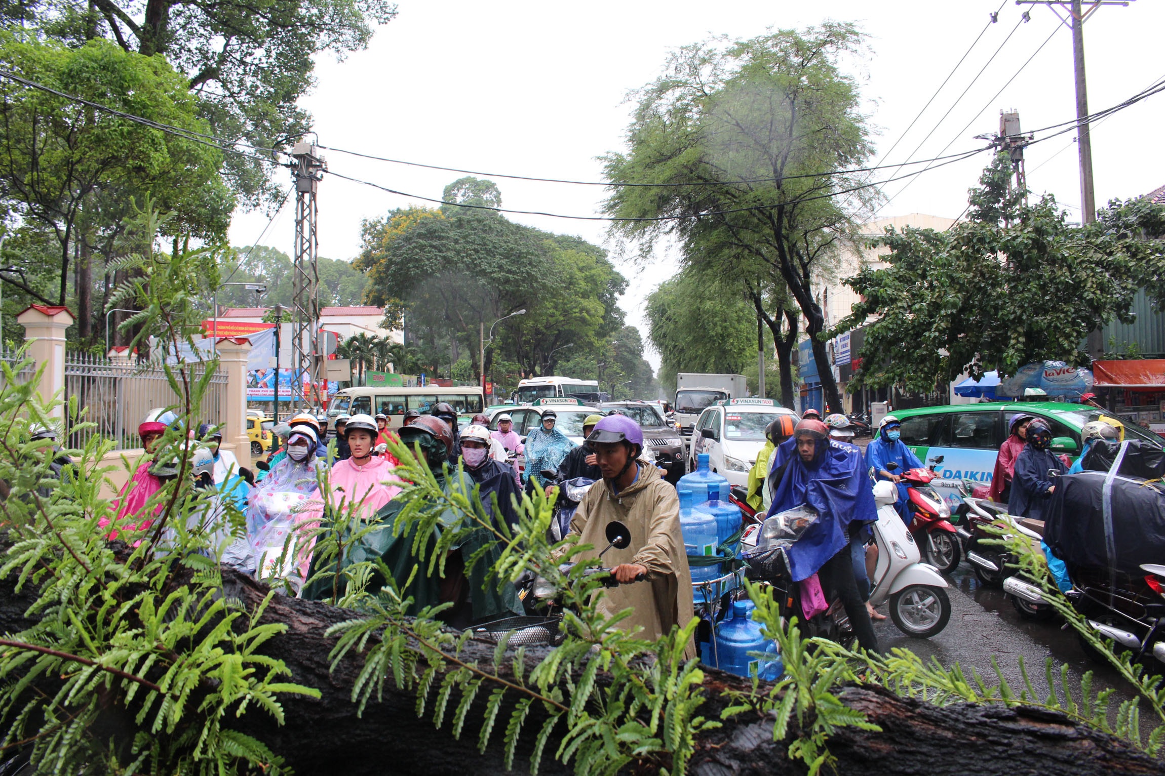 Cây cổ thụ ngã liên tiếp ở Sài Gòn ảnh 4 Cay co thu nga lien tiep o Sai Gon anh 4