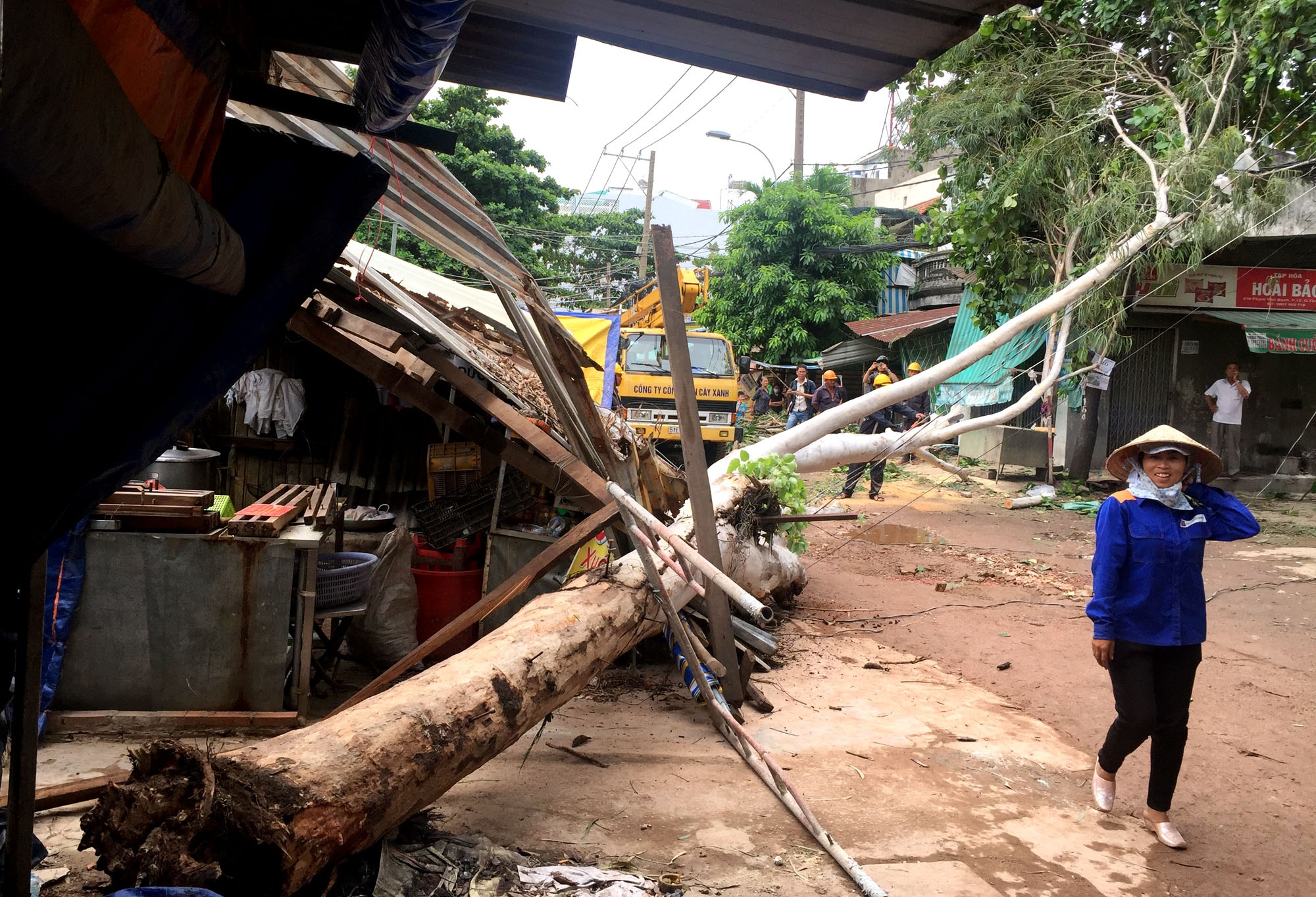 Cay xanh cao 20 m bat goc de 2 nha dan o Sai Gon hinh anh