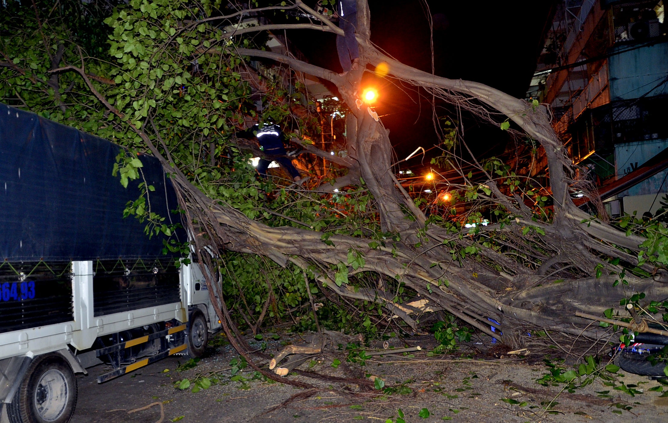 cay do trong chung cu o sai gon anh 1