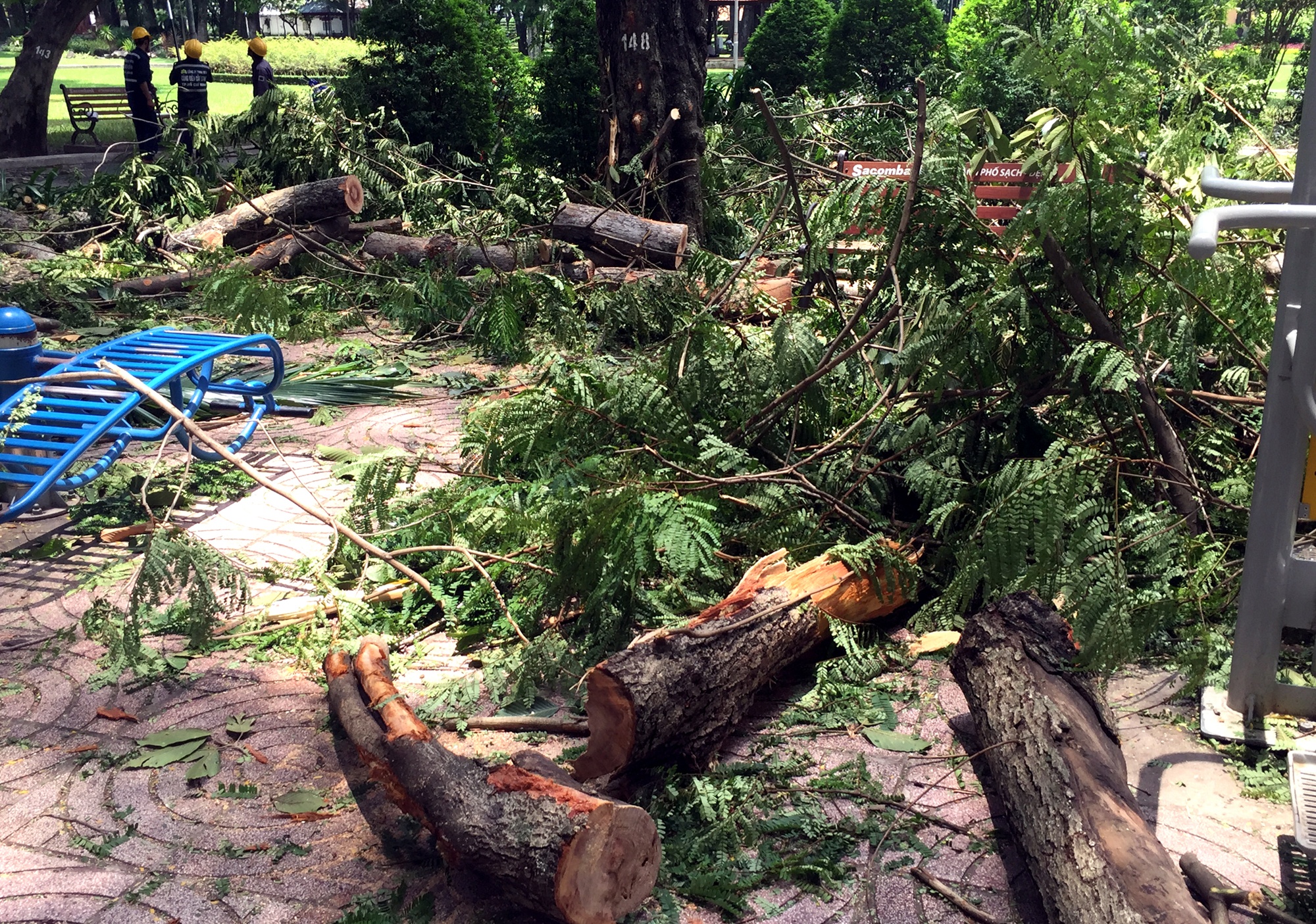 Canh cay de cu ba o cong vien, nhieu nguoi thao chay hinh anh