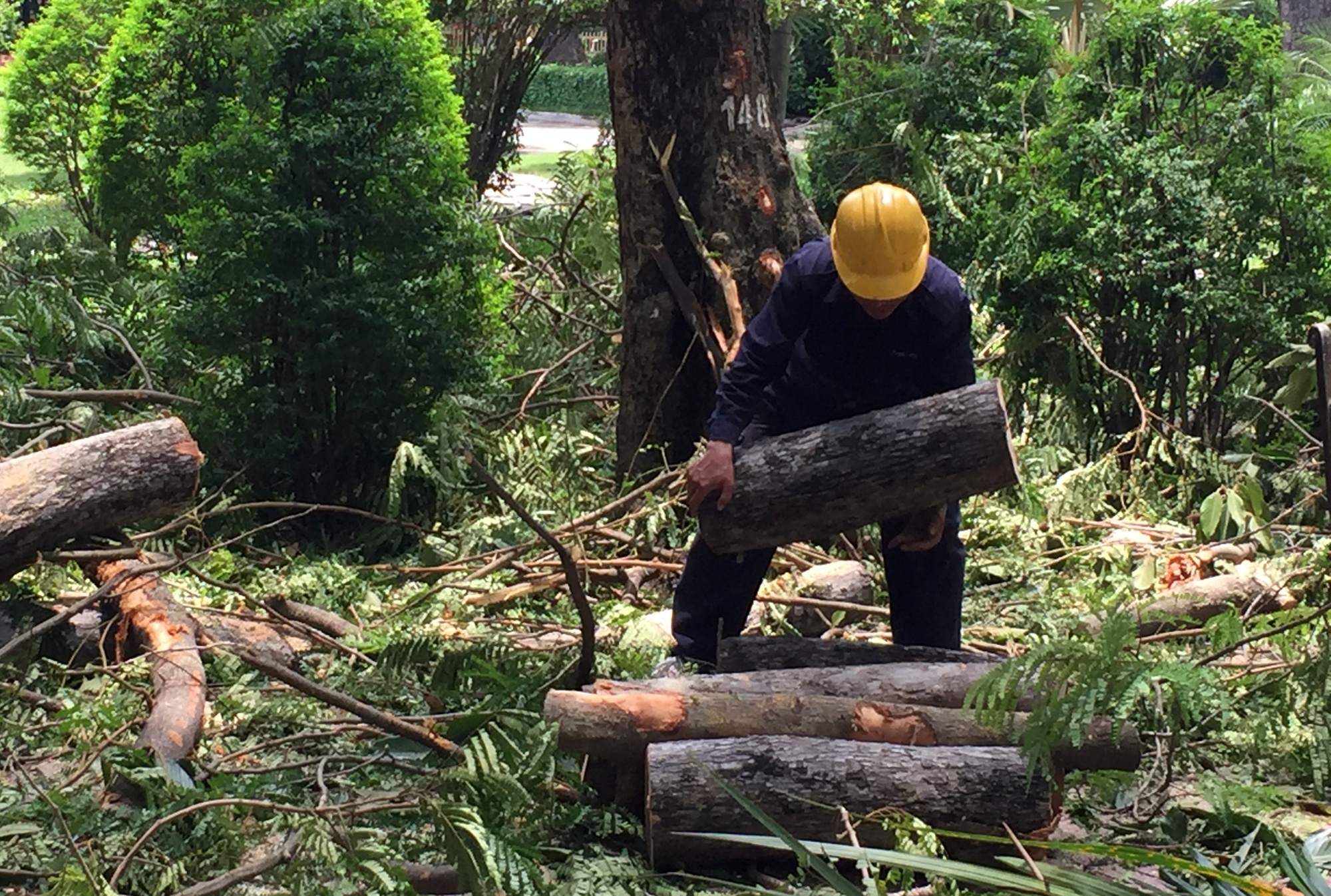 nhánh cây rơi trong công viên tao đàn ảnh 2 nhanh cay roi trong cong vien tao dan anh 2