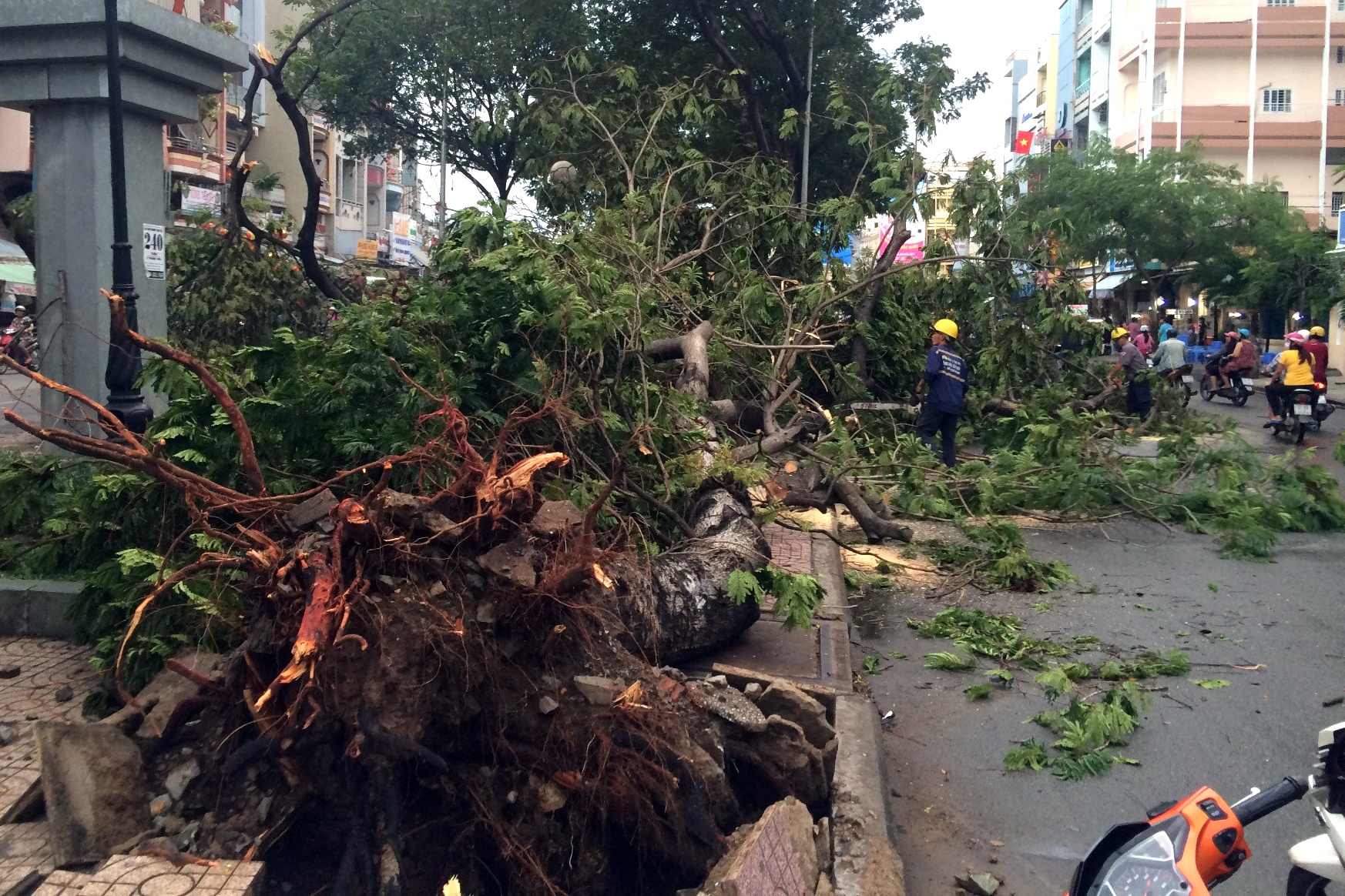 cay xanh la liet trong mua lon anh 3