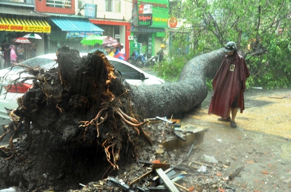 cay nga de nguoi dan o sai gon anh 1