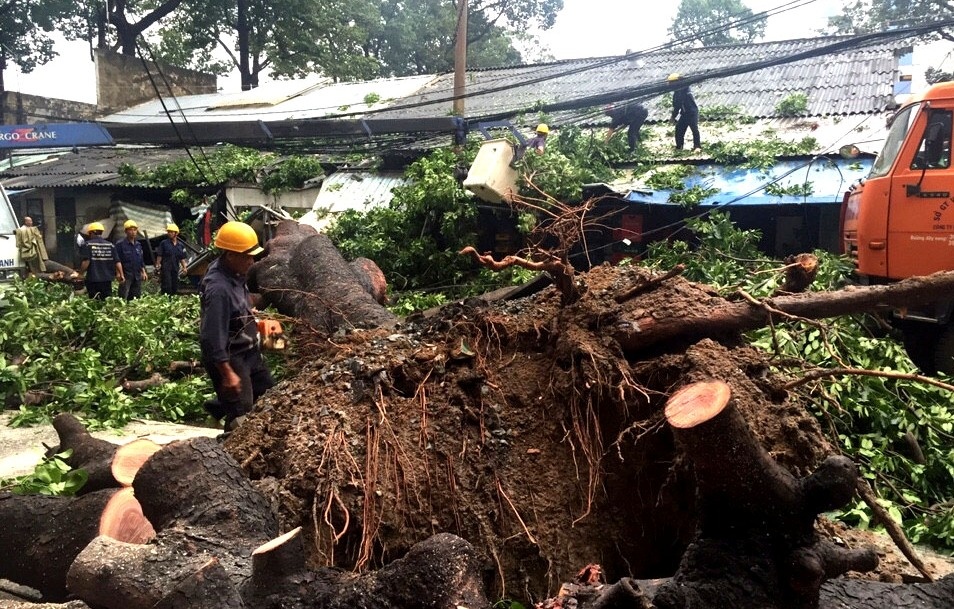 xa cu bat goc de nha dan anh 1