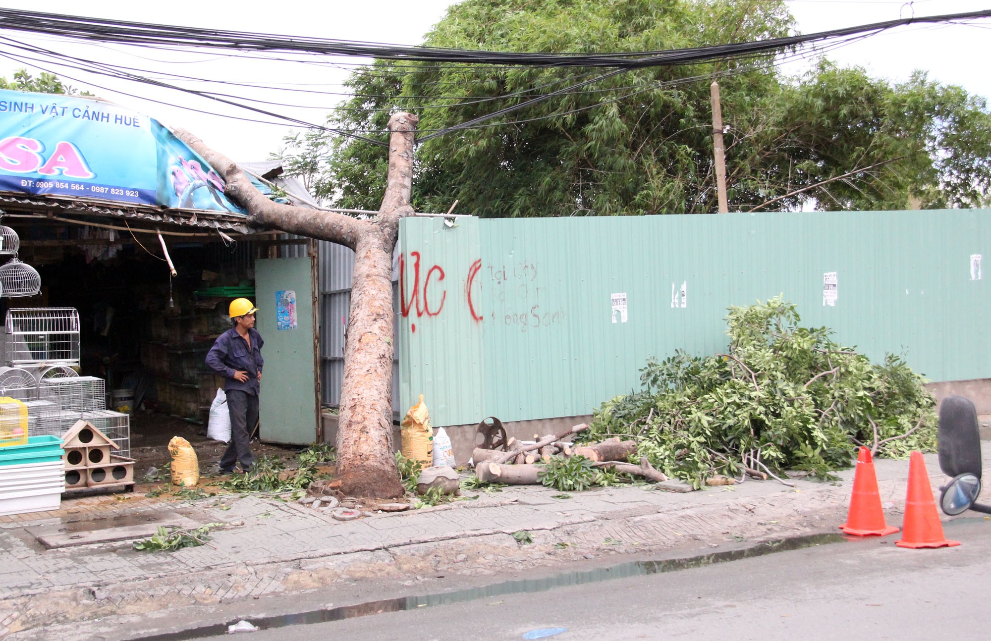 cây ngã đè nhà dân ở sài gòn ảnh 1 cay nga de nha dan o sai gon anh 1