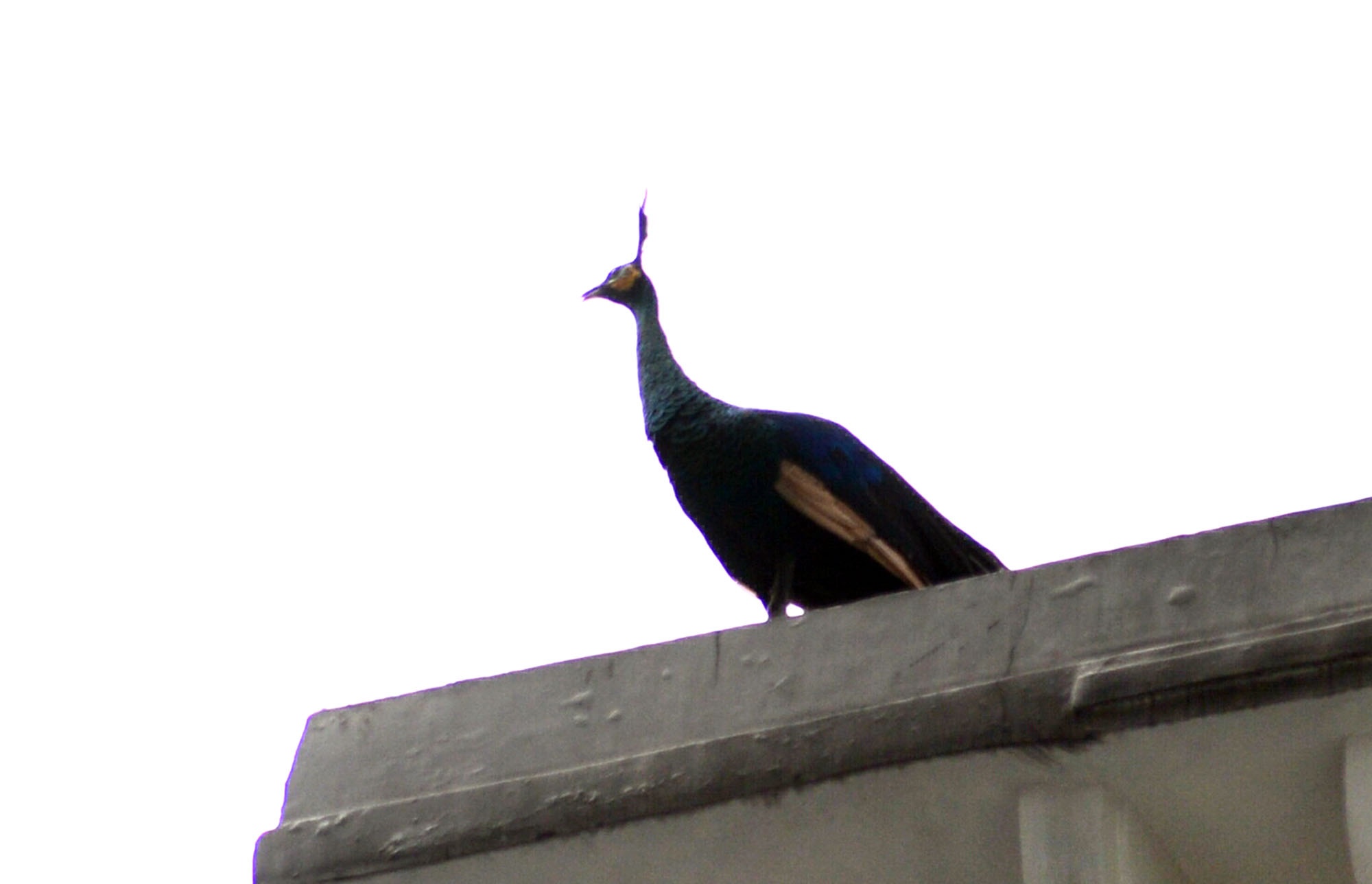 Nguoi Sai Gon duoi bat chim khong tuoc hinh anh