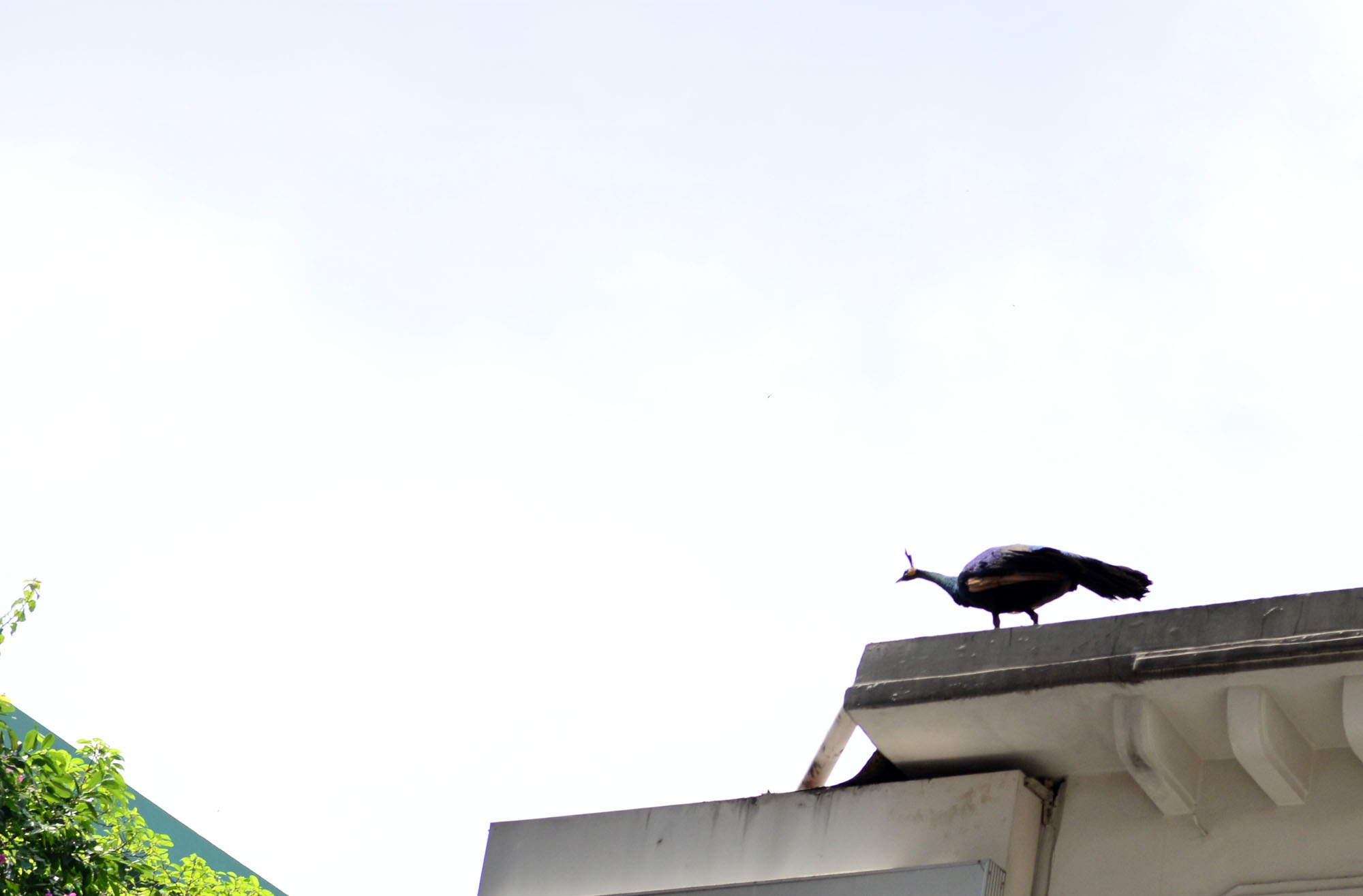 nguoi dan hieu ky duoi bat  khong tuoc anh 1