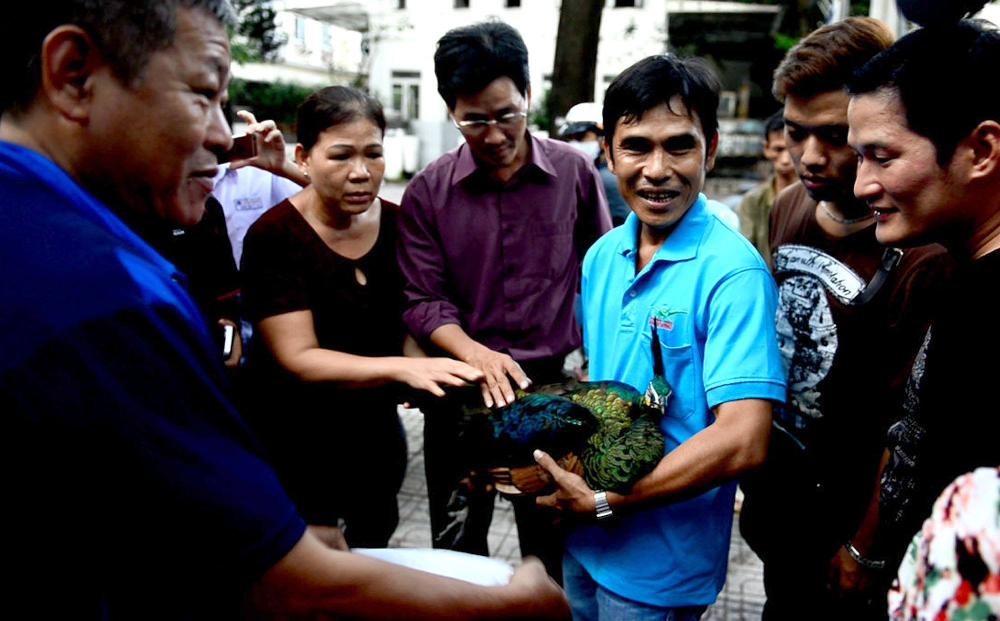 chim khổng tước xuất hiện ở sài gòn ảnh 1 chim khong tuoc xuat hien o sai gon anh 1