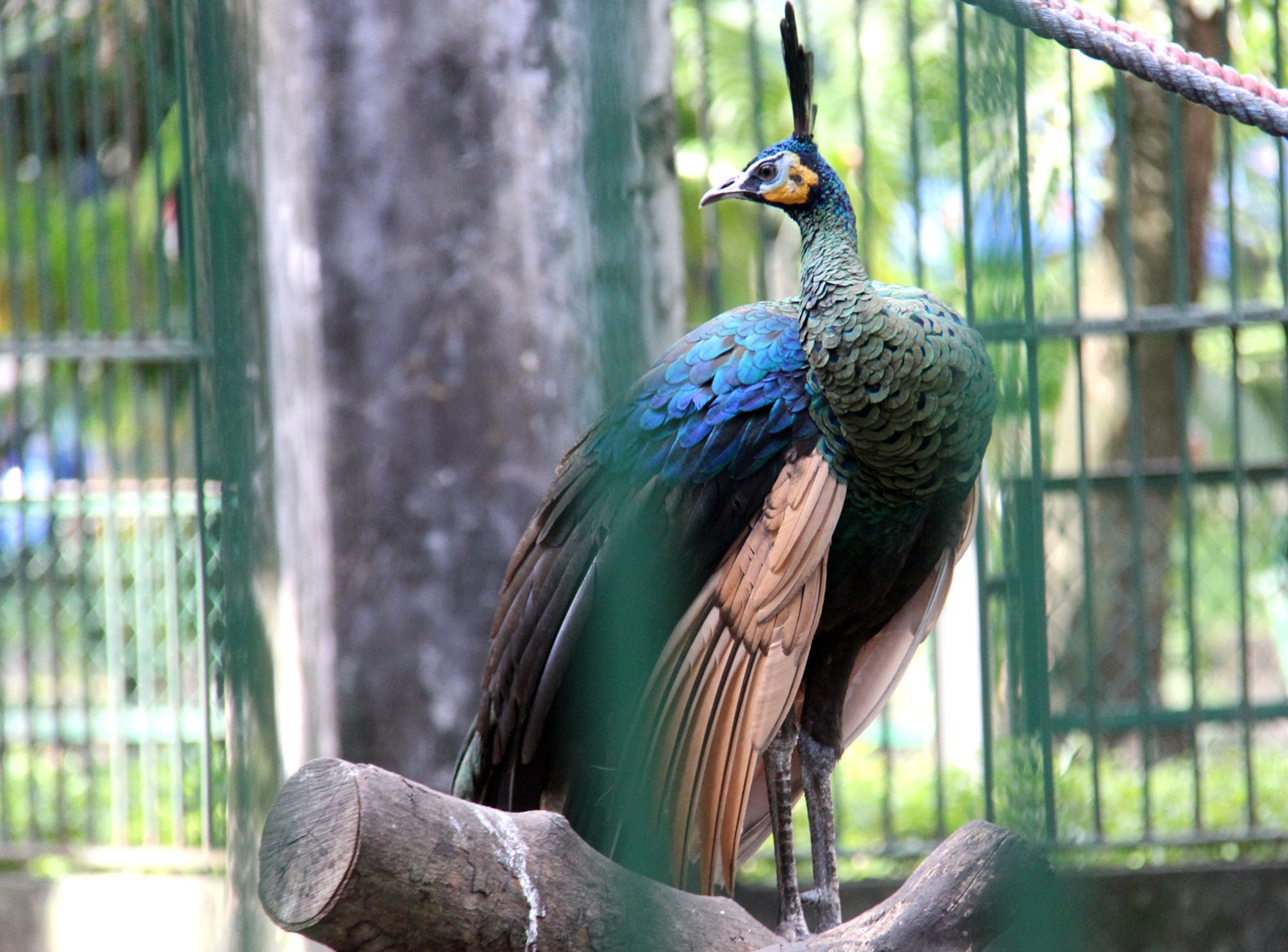 Su thay tu Mien Tay len Sai Gon xin nhan lai chim khong tuoc hinh anh