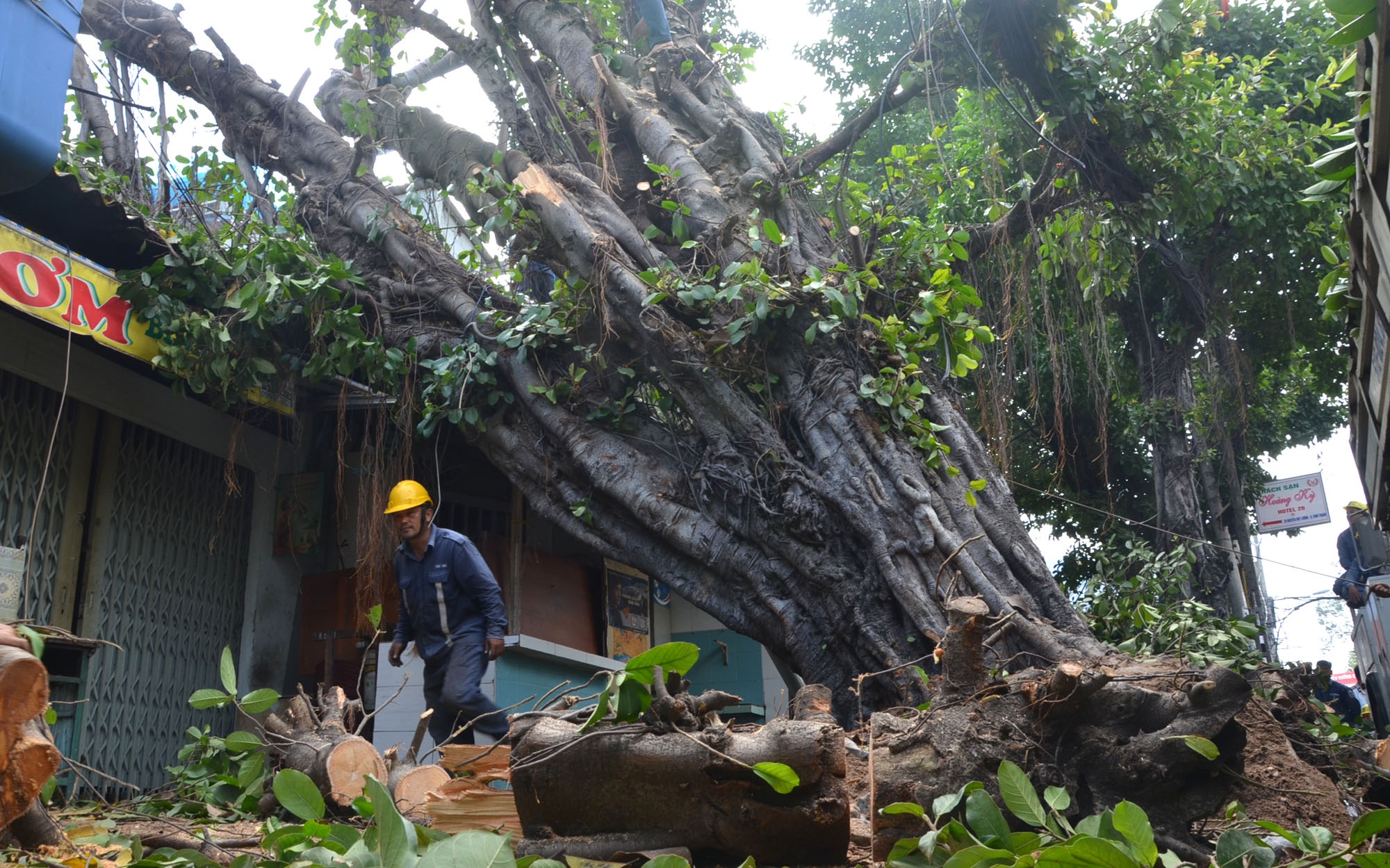 Cay co thu de 2 nha dan o Sai Gon, nhieu nguoi thoat nan hinh anh