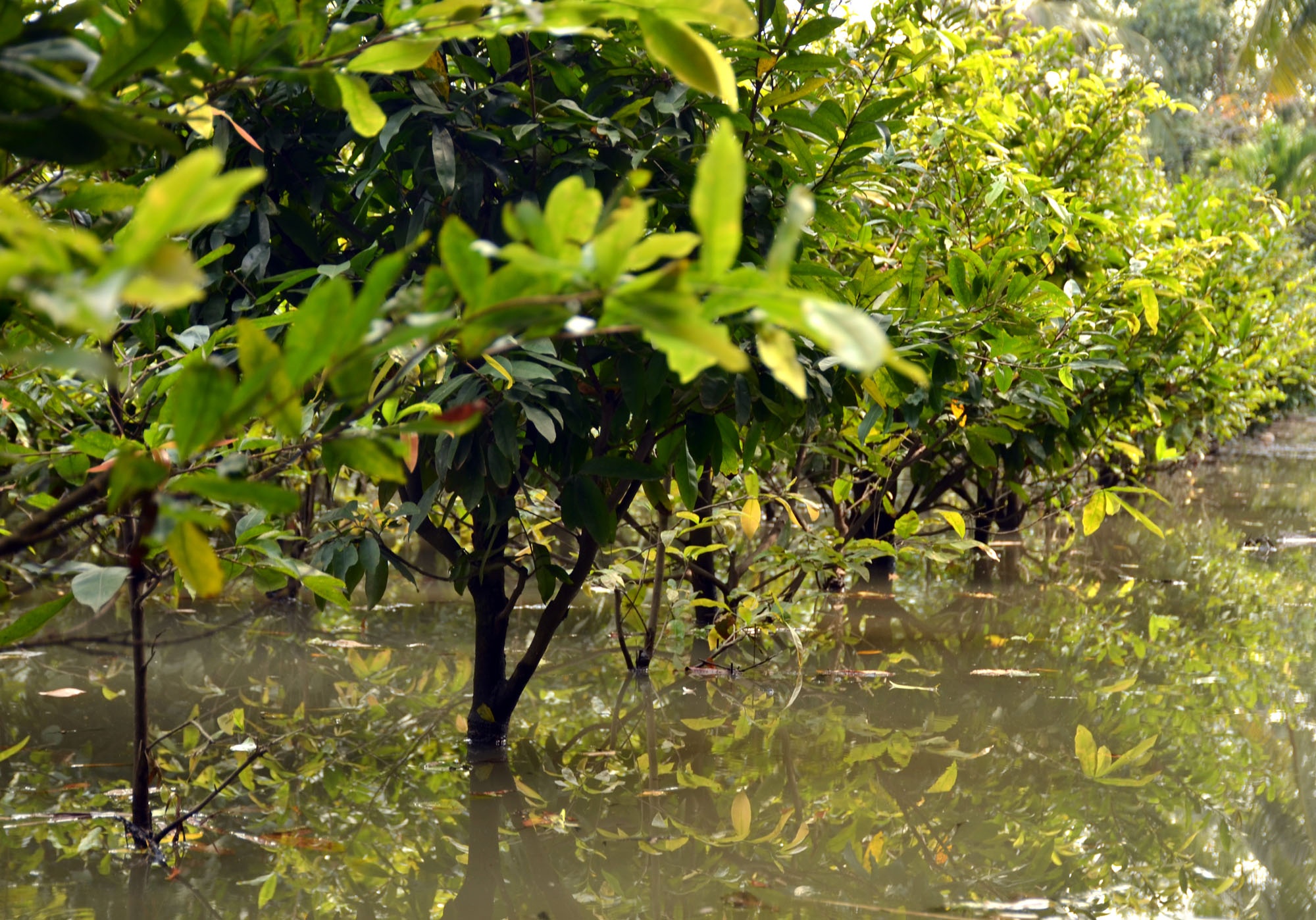 tràn bờ bao trên sông sài gòn ảnh 1 tran bo bao tren song sai gon anh 1