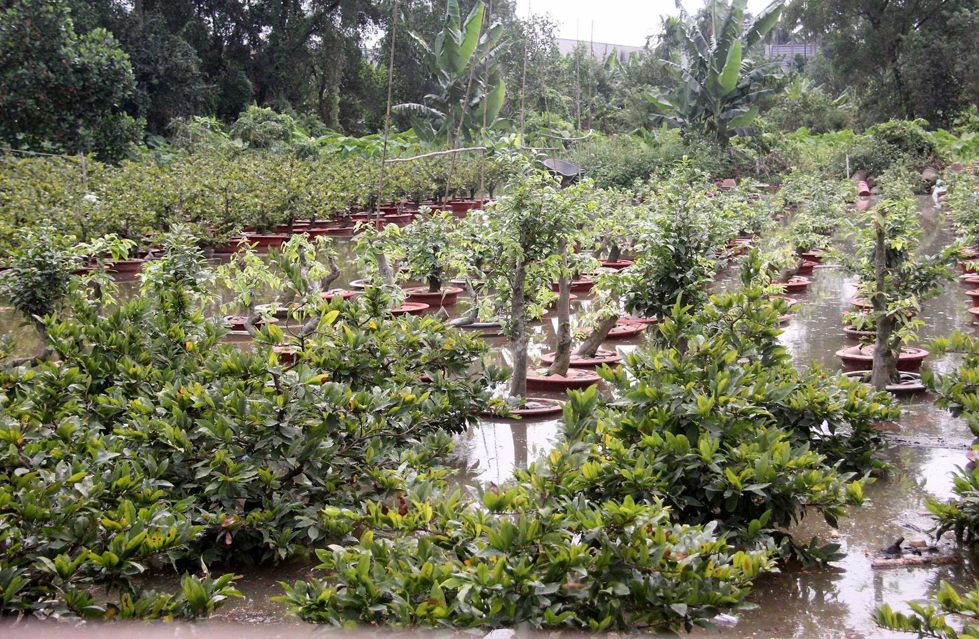 hàng nghìn gốc mai tết ngập trong nước ảnh 1 hang nghin goc mai tet ngap trong nuoc anh 1