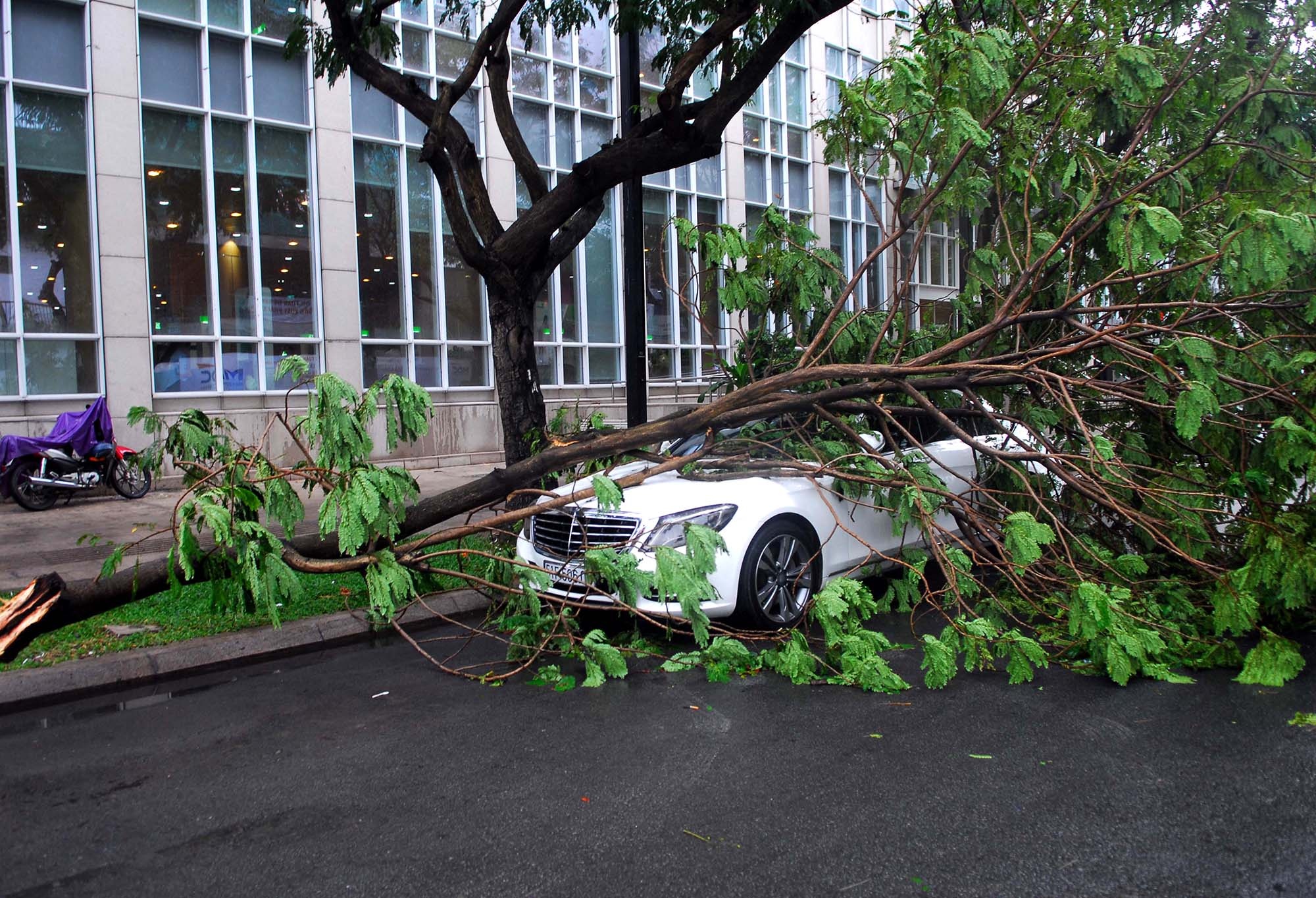 cây gãy đè ôtô ở sài gòn ảnh 1 cay gay de oto o sai gon anh 1