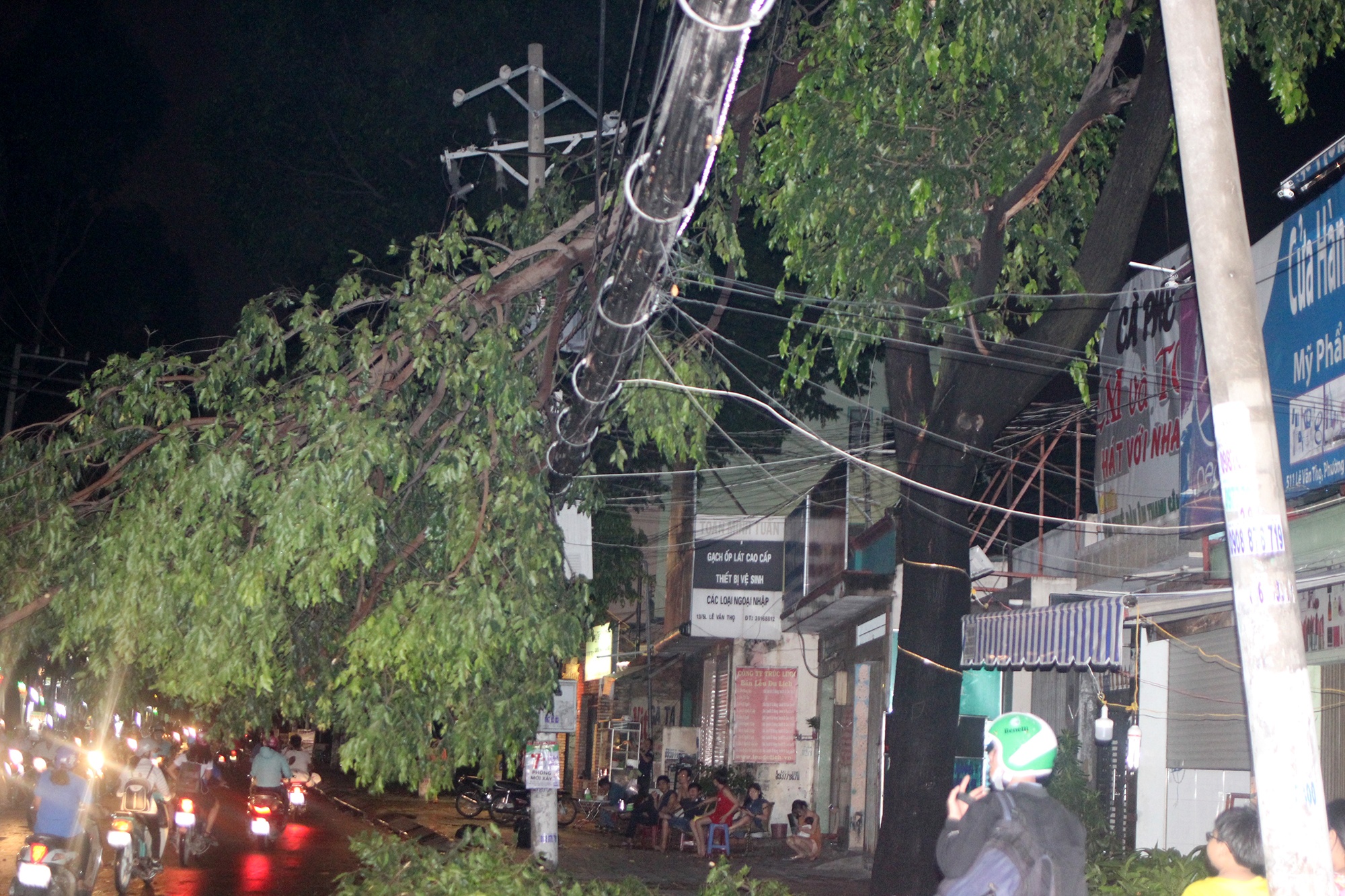 cay gay hang loat trong mua anh 1