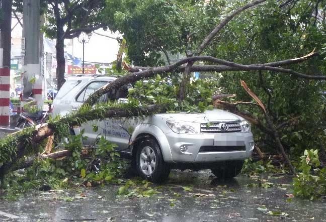 Sai Gon mua ngap, ket xe, cay xanh bat goc de oto hinh anh