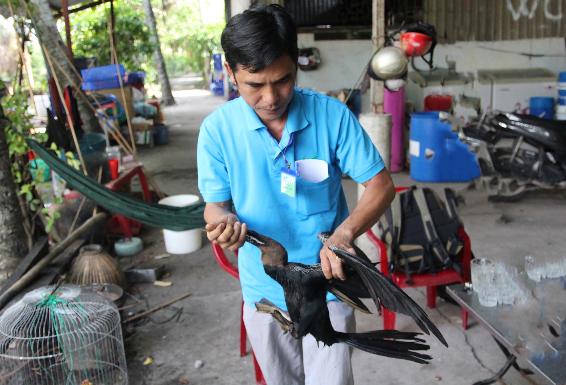 Ban giao chim co ran quy hiem cho Thao Cam Vien Sai Gon hinh anh